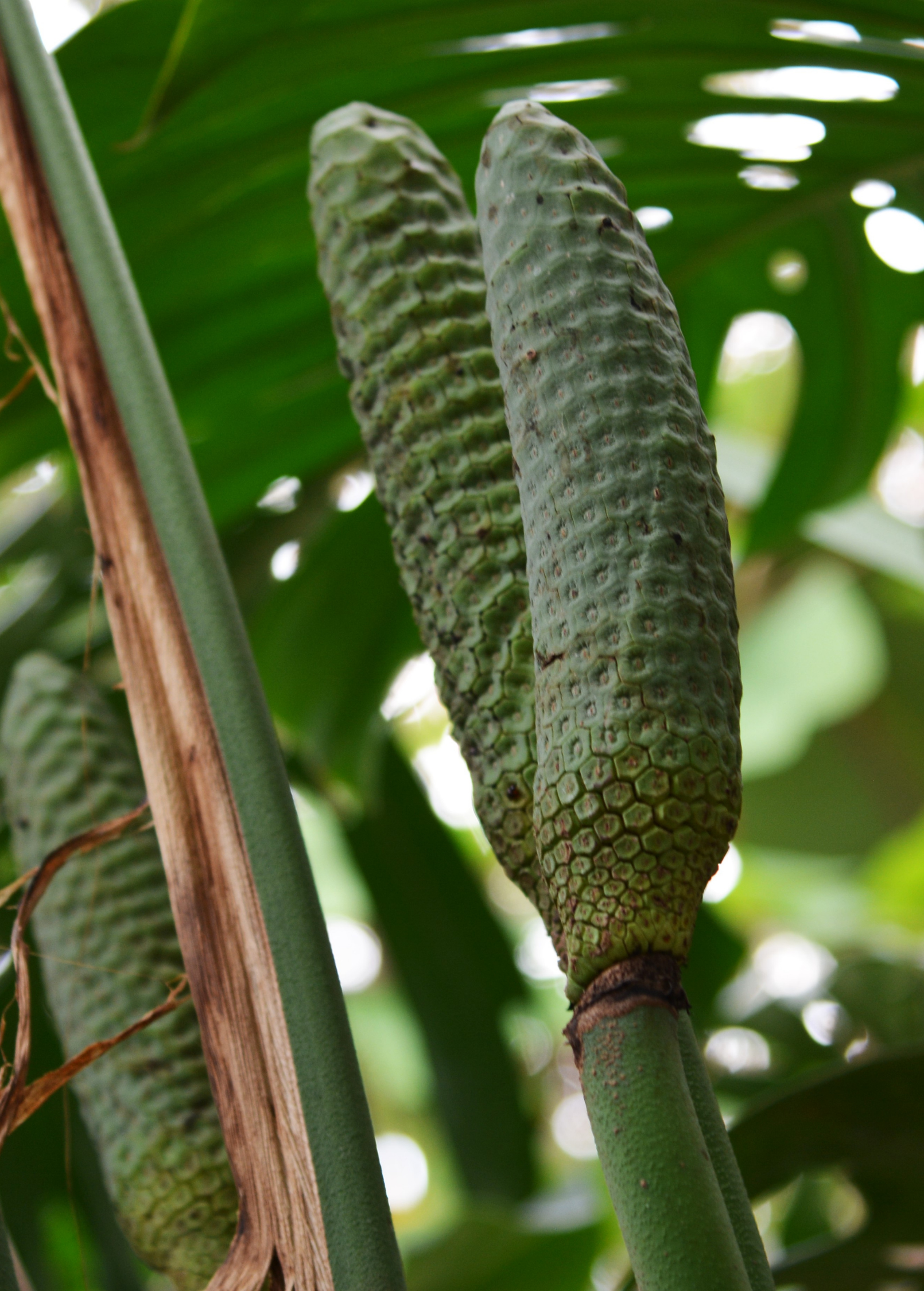 Healthy Monstera deliciosa Swiss Cheese Plant in a coconut coir pot, showcasing large, split leaves and lush green foliage.