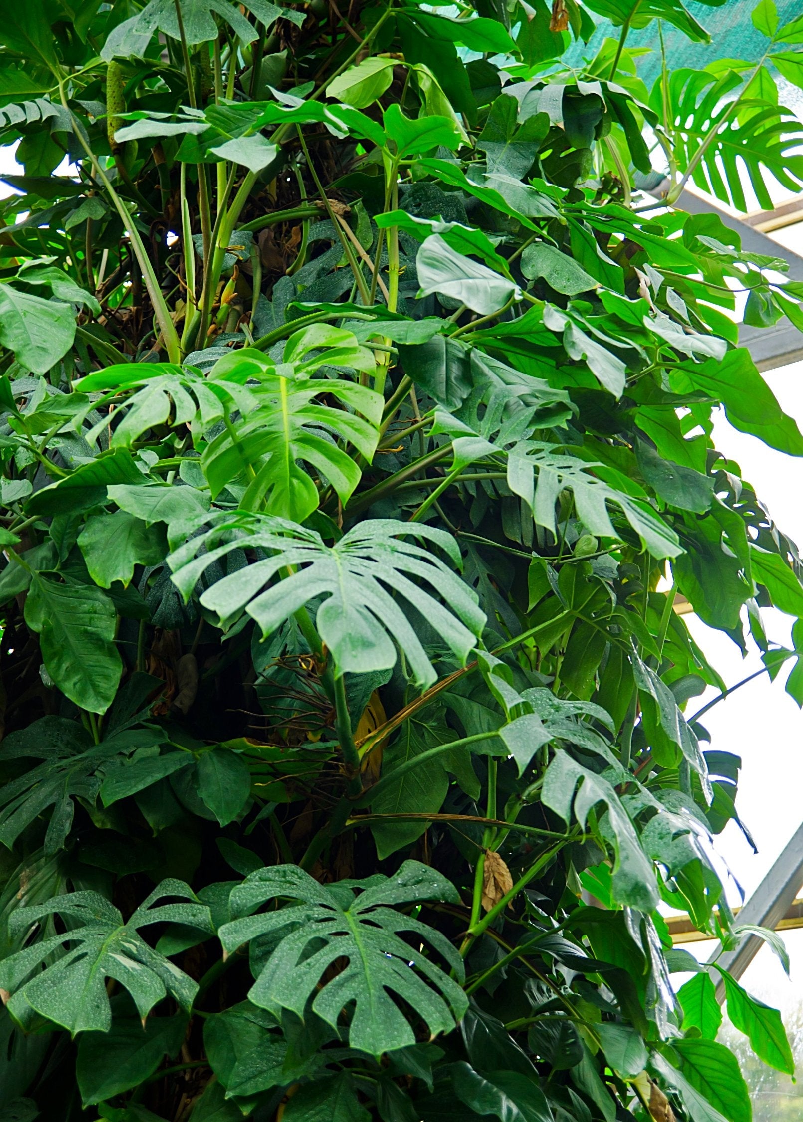 Healthy Monstera deliciosa, Swiss Cheese Plant in a coconut coir pot, showcasing its large, fenestrated leaves.