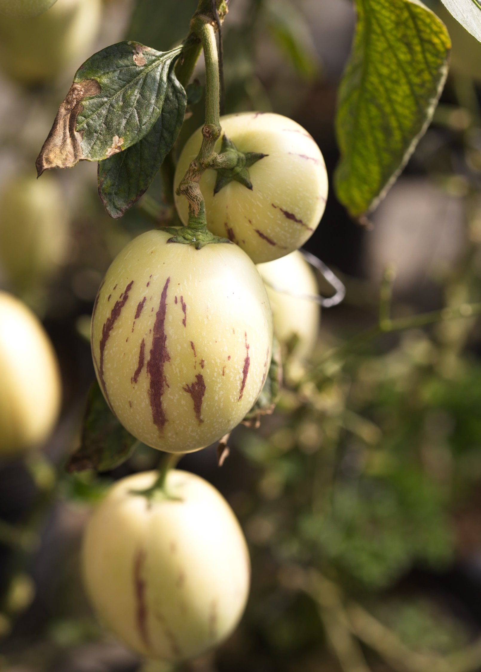 Pepino Dulce fruiting plant in coconut coir pot by Sow Exotic, showcasing lush green leaves and developing fruit.