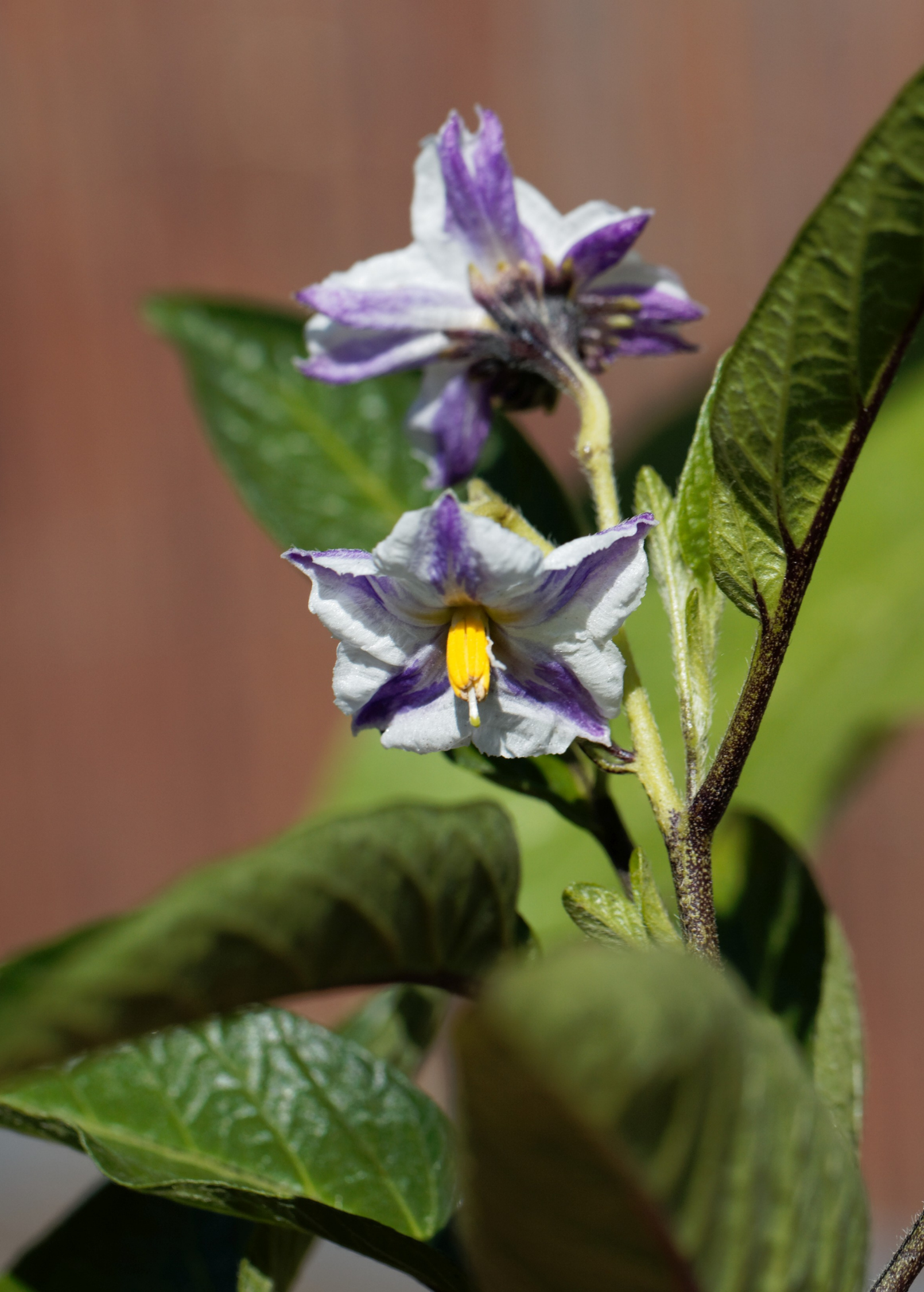 Pepino Dulce fruiting plant in a coconut coir pot by Sow Exotic, showcasing lush green leaves and developing fruit.