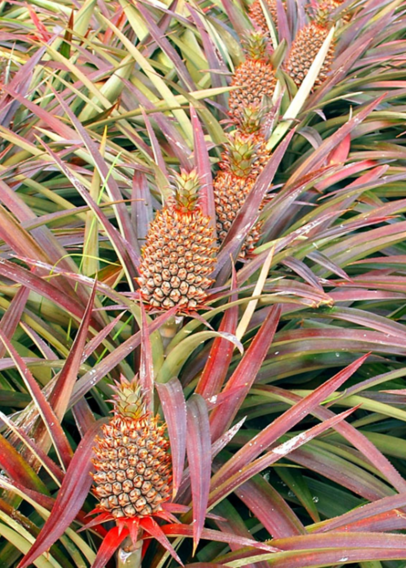 Pineapple 'Florida Special' fruiting plant in coconut coir pot by Sow Exotic, showcasing lush green pineapple leaves.