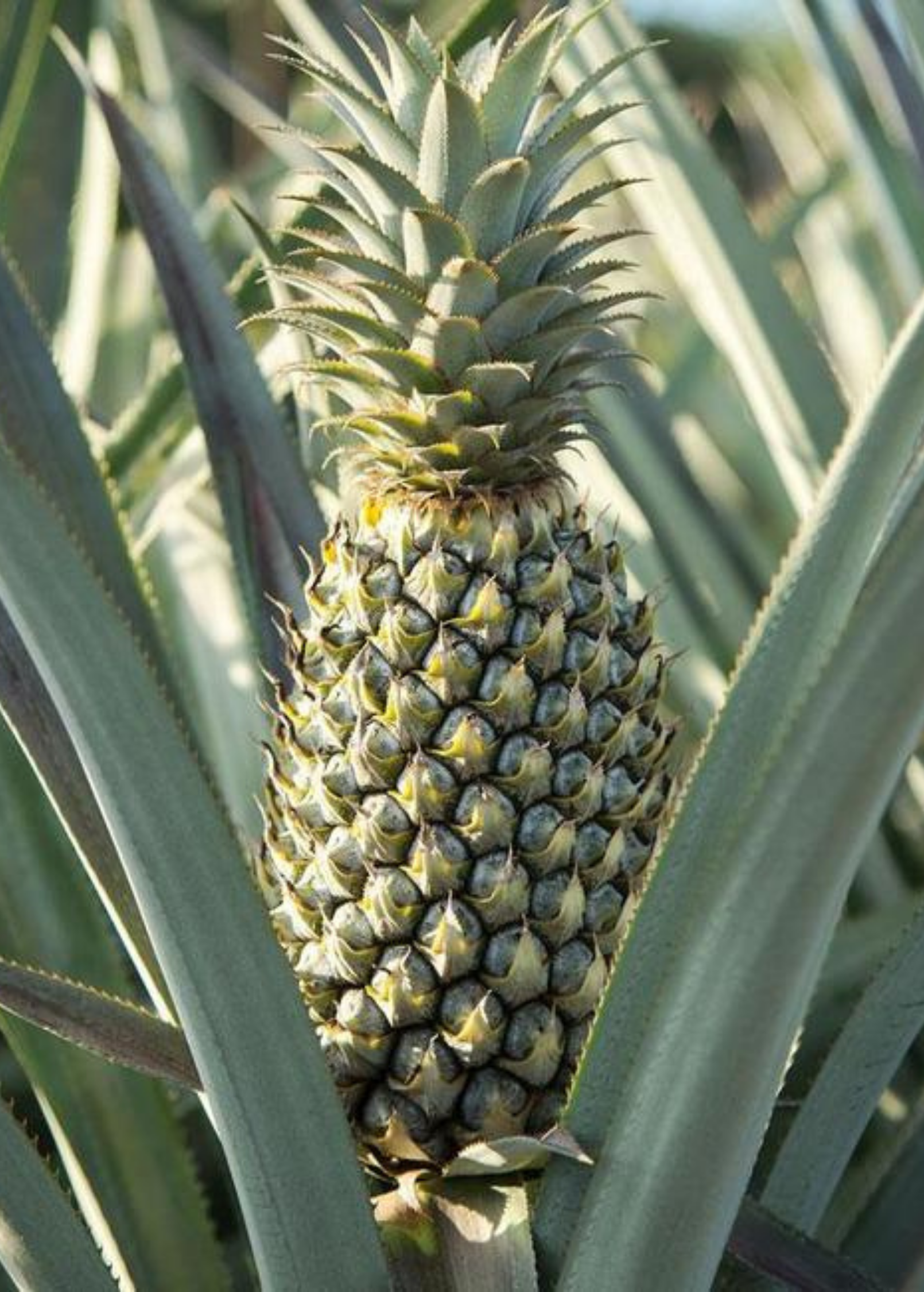 Pineapple 'Florida Special' fruiting plant in a coconut coir pot by Sow Exotic, showcasing healthy green leaves and developing pineapple fruit.