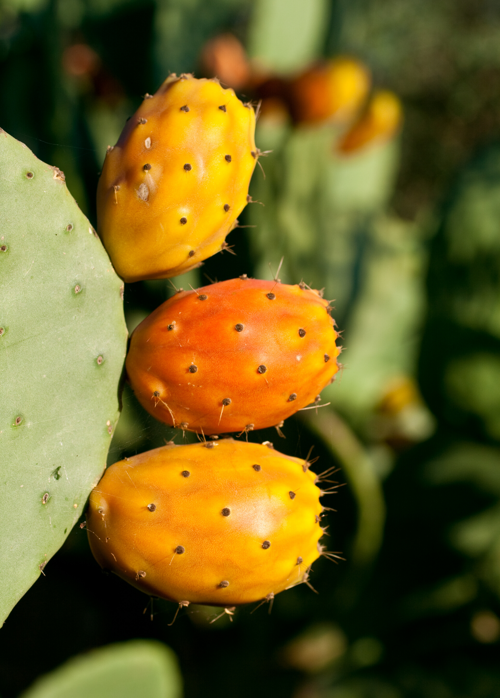 Prickly Pear (Opuntia ficus-indica) fruiting plant in a medium coconut coir pot, healthy green pads and vibrant new growth.