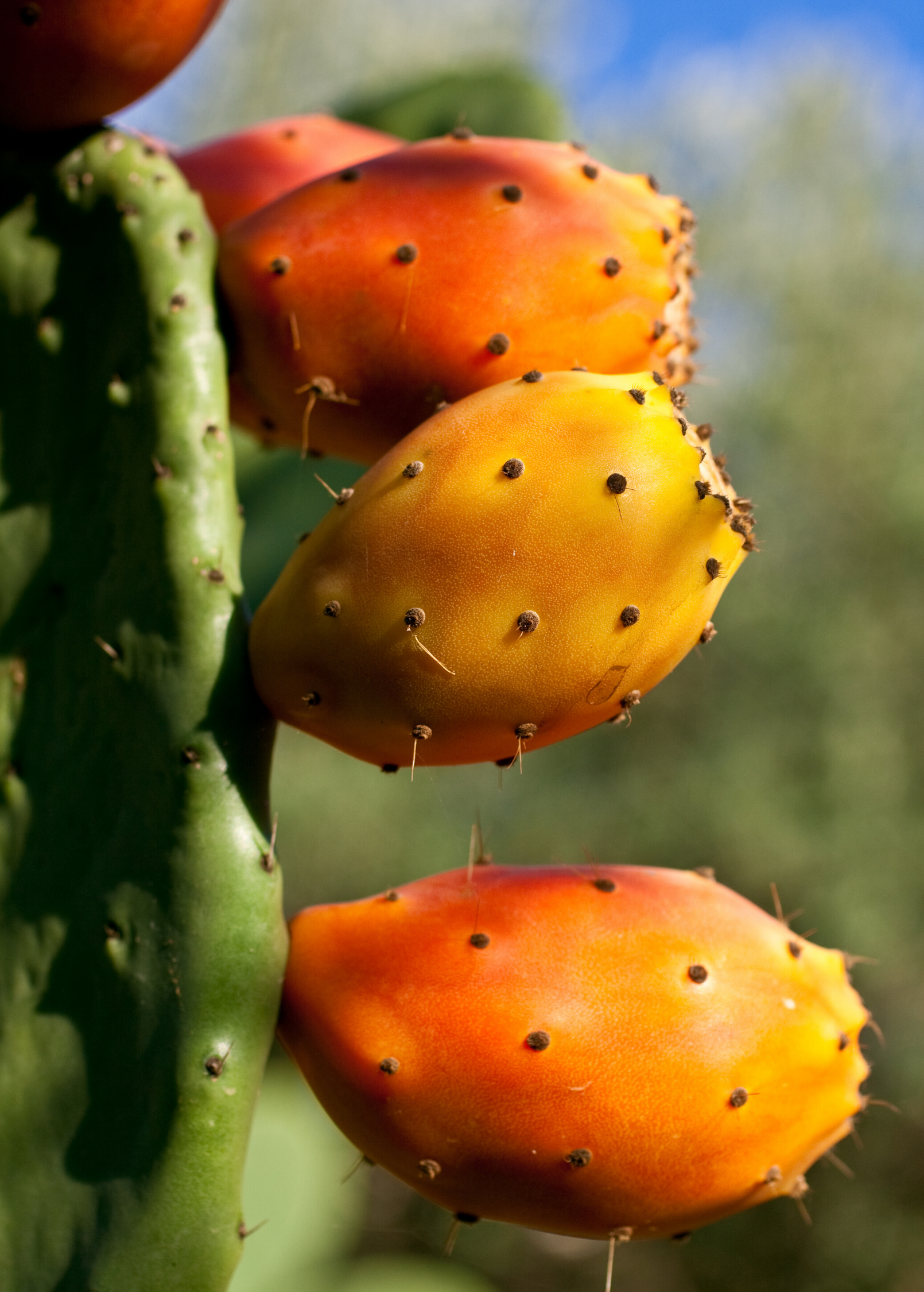 Prickly pear (Opuntia ficus-indica) fruiting plant in a coconut coir pot, showcasing flat, spiny pads and vibrant green color.