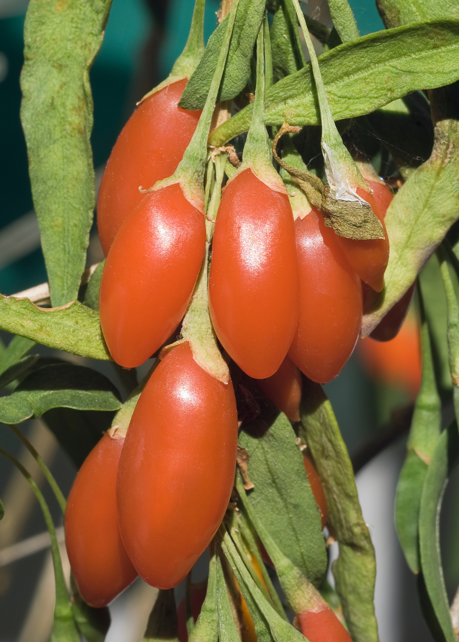 Red Goji Berry fruiting plant in coconut coir pot by Sow Exotic, showcasing vibrant berries and lush green foliage.