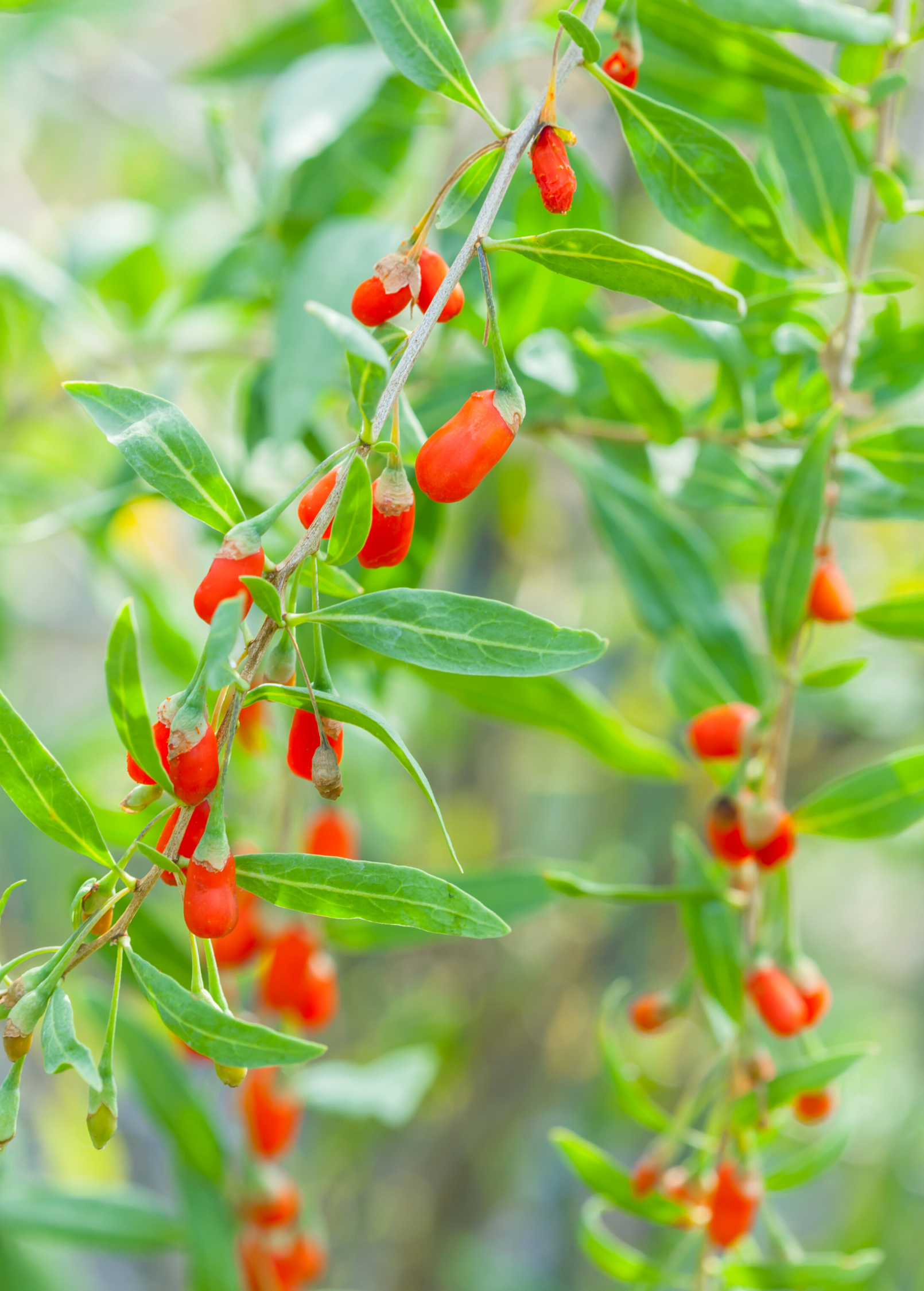 Red Goji Berry fruiting plant in coconut coir pot by Sow Exotic, showcasing vibrant berries and lush green foliage.