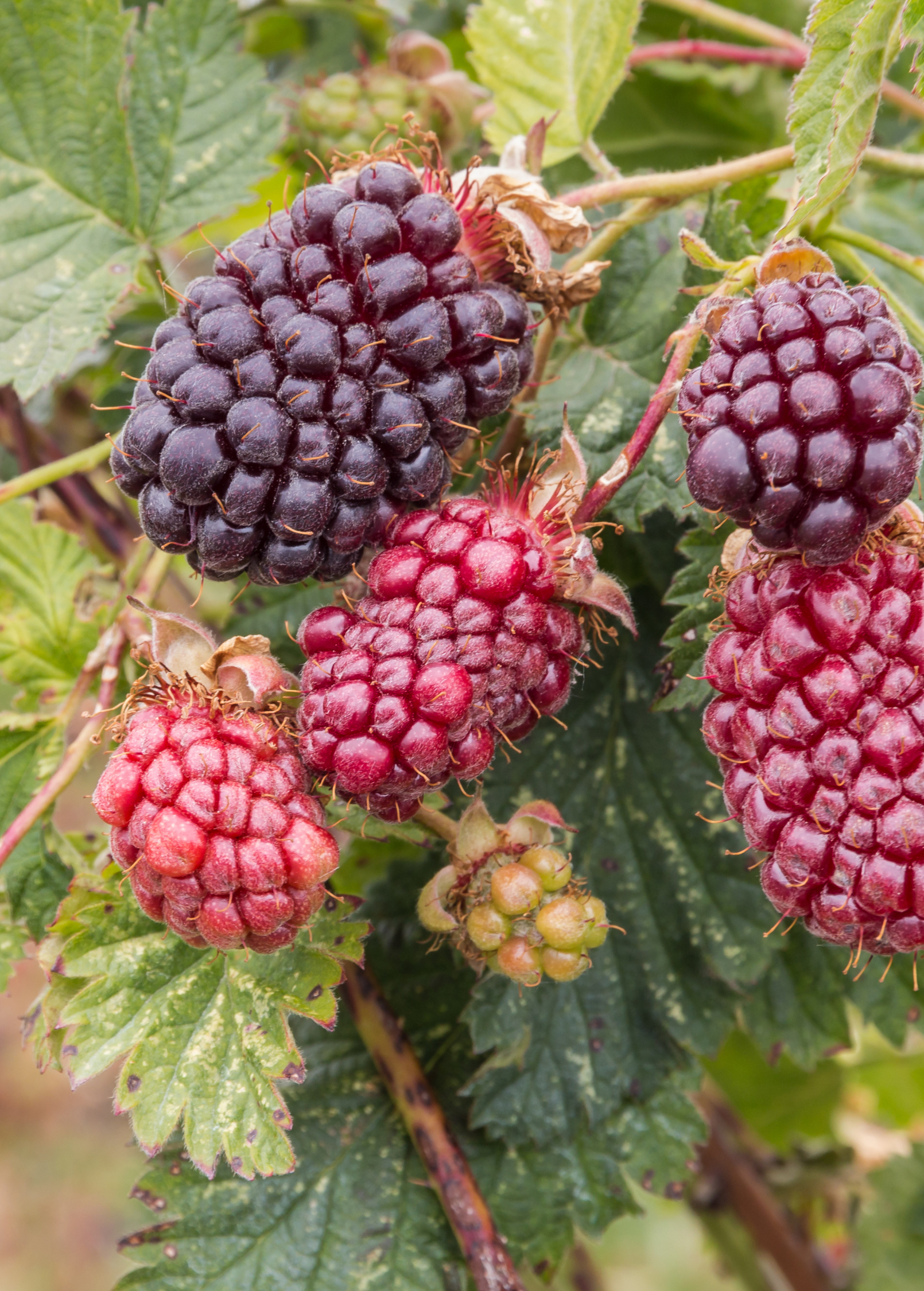 Boysenberry fruiting plant in coconut coir pot, hybrid Rubus ursinus × idaeus by Sow Exotic, ready for garden planting.