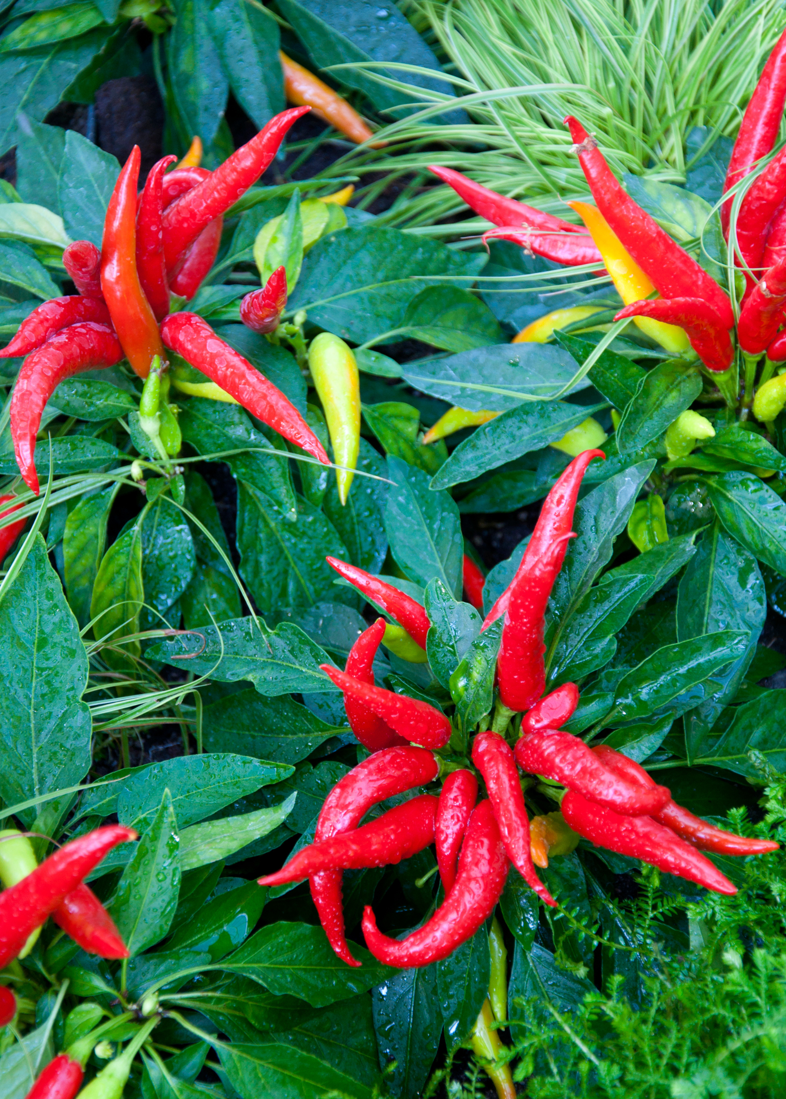 Thai Chili Capsicum annuum fruiting plant in a coconut coir pot, grown by Sow Exotic.
