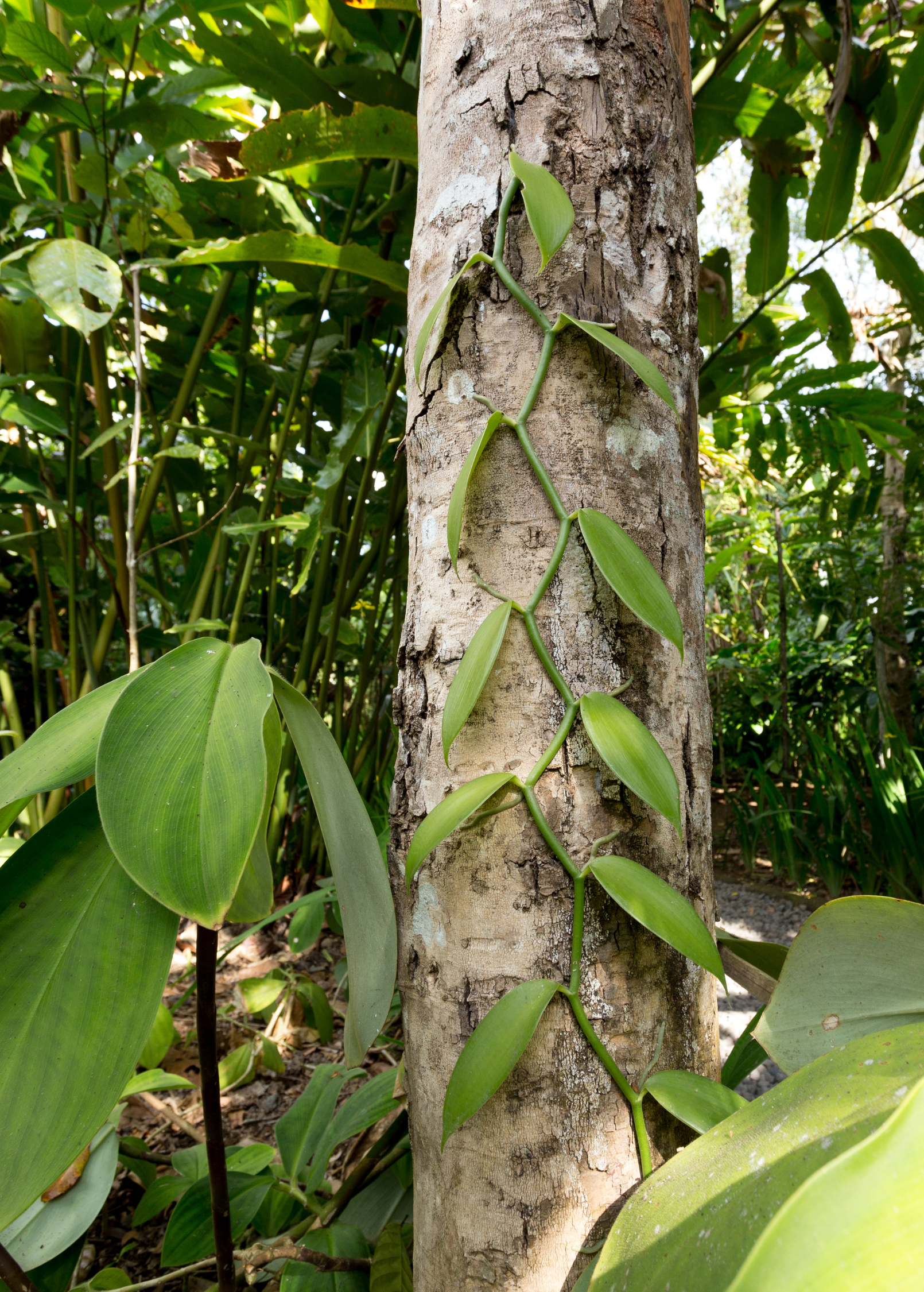 Vanilla bean orchid (Vanilla planifolia) fruiting plant in coconut coir pot by Sow Exotic, with green leaves and flowering vanilla pods