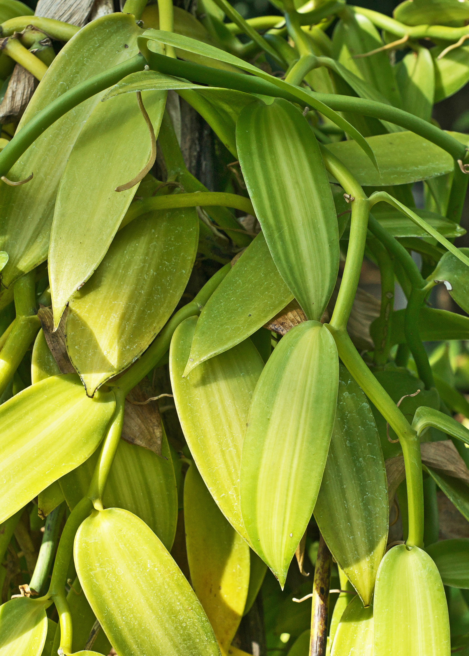 Vanilla Bean Orchid (Vanilla planifolia) in a coconut coir pot, a lush fruiting plant by Sow Exotic.