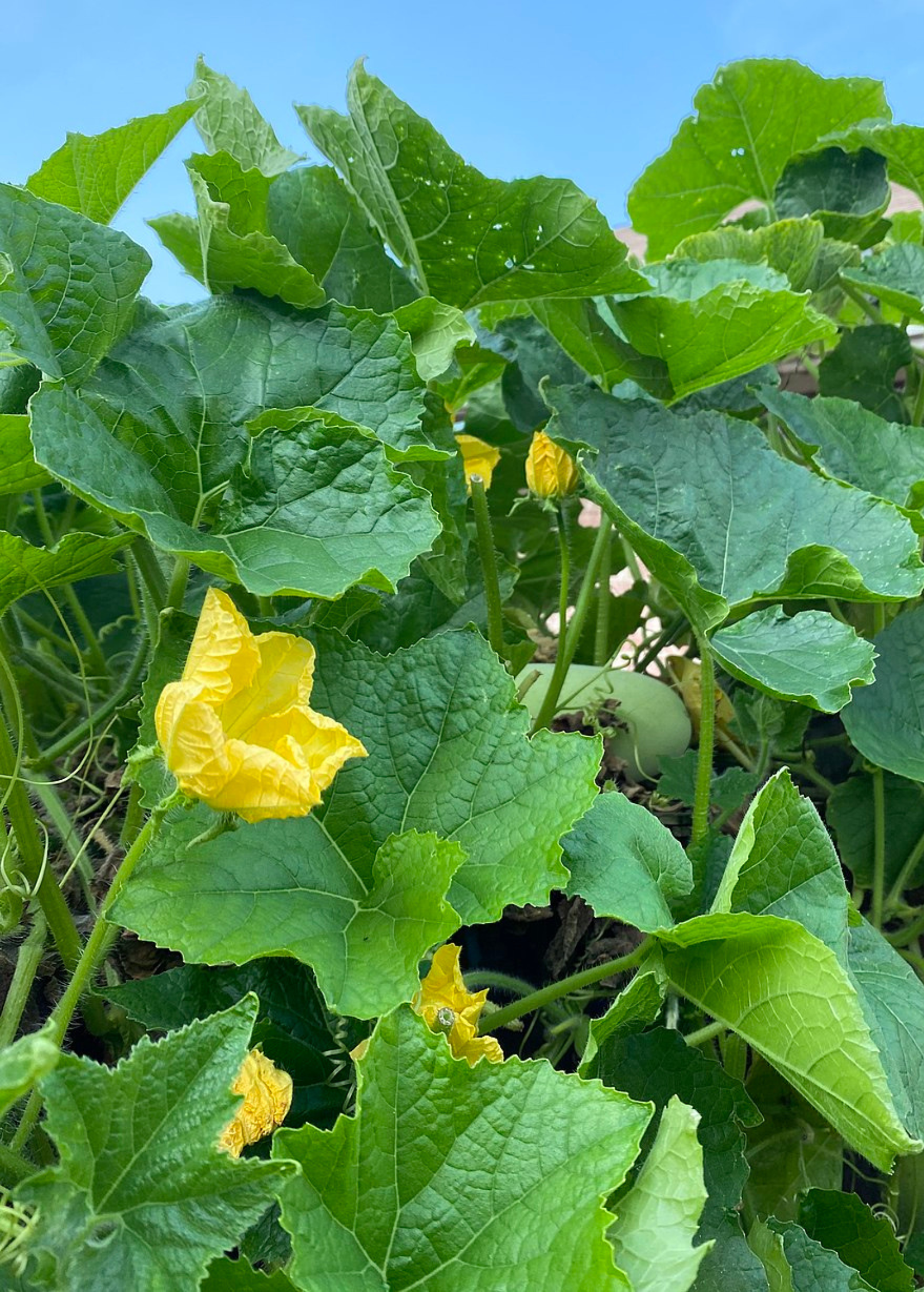 Winter melon fruiting plant in coconut coir pot by Sow Exotic, showing lush green foliage and mature winter melon.