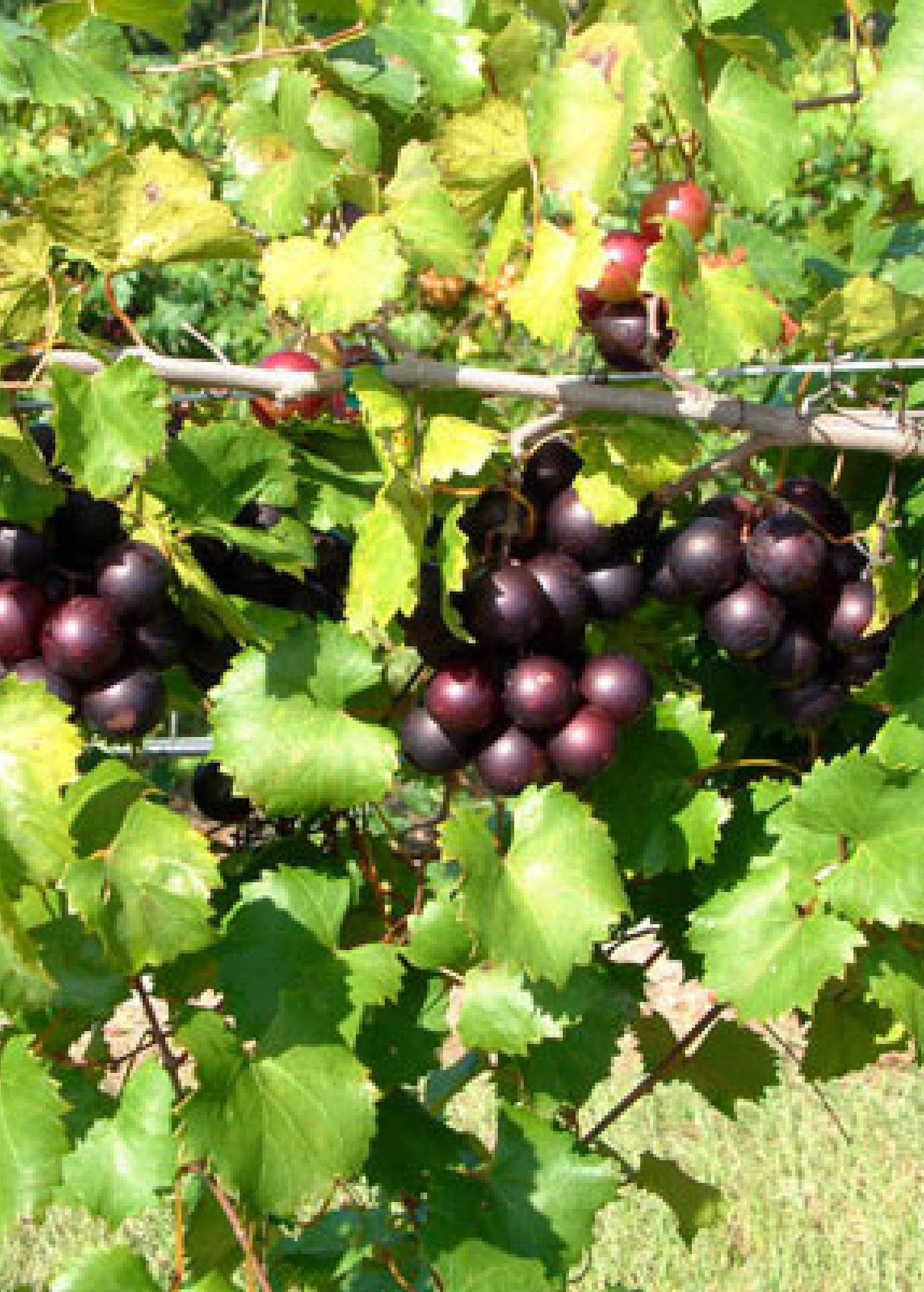 Two small peat pot plants of Muscadine Grape 'Alachua' fruiting plant by Sow Exotic, showcasing healthy vines and foliage.