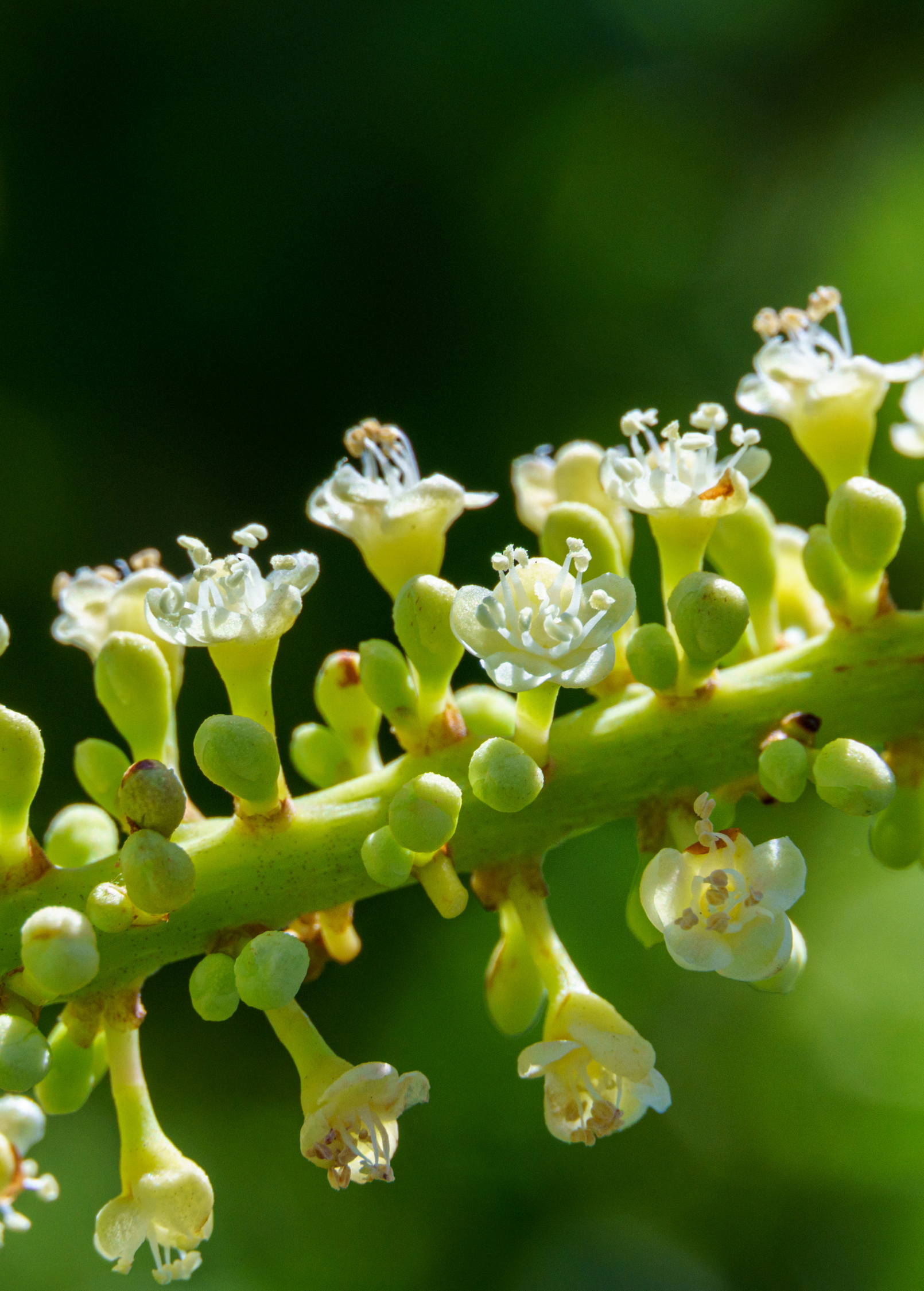 Two small peat pot plants of Sea Grape (Coccoloba uvifera), a fruiting plant by Sow Exotic, shown in the image.
