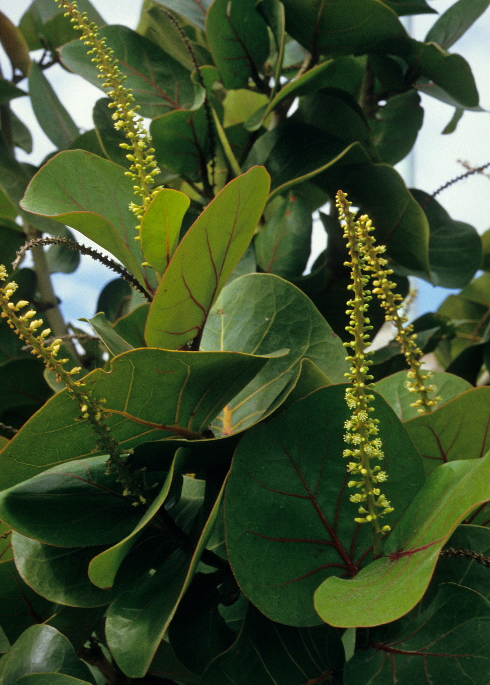 Two Sea Grape (Coccoloba uvifera) fruiting plants in small peat pots, grown by Sow Exotic, ready for planting.