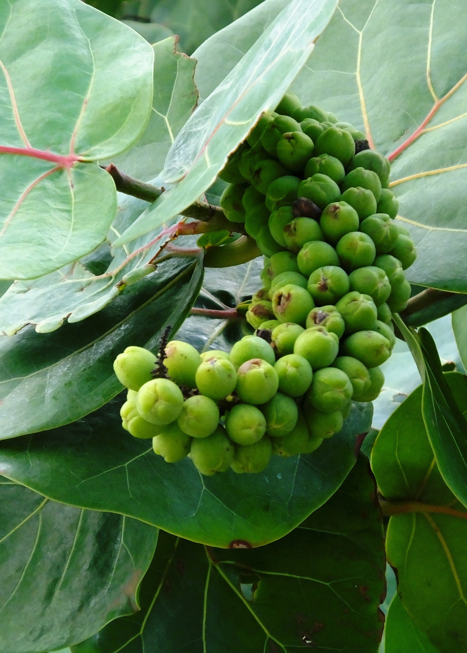Two Sea Grape (Coccoloba uvifera) fruiting plants in small peat pots from Sow Exotic, showcasing lush green leaves and healthy growth.