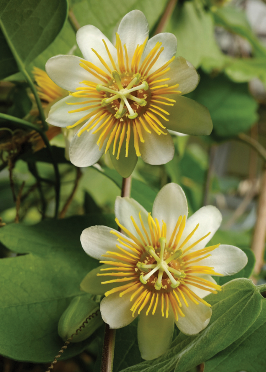 Large nursery pot of Passiflora Holoserica fruiting plant by Sow Exotic, showcasing vibrant leaves and developing passionflowers.