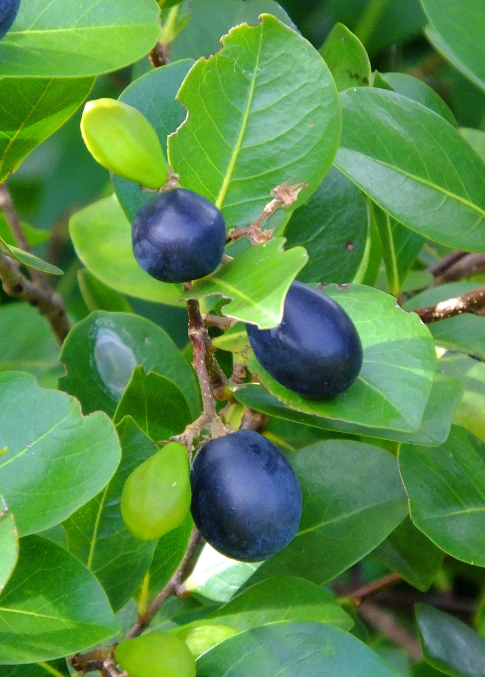 Red-tipped Cocoplum fruiting plant in a large nursery pot, showcasing glossy green leaves and vibrant red-tipped branches.