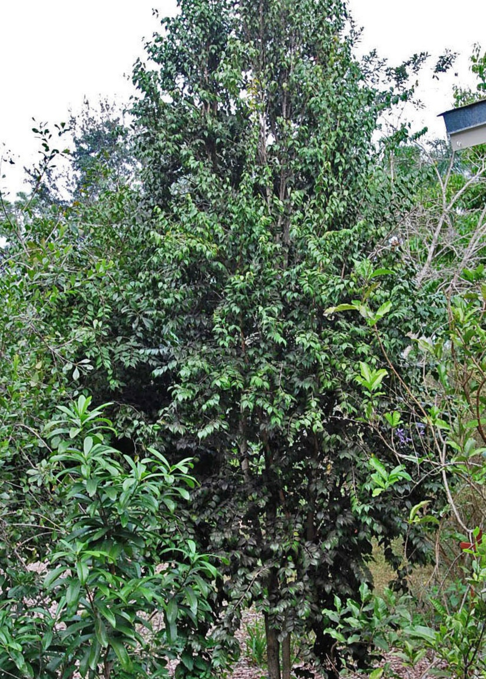 Large potted Red Berry Stopper (Eugenia confusa) fruiting plant by Sow Exotic, with vibrant red berries and lush green foliage.