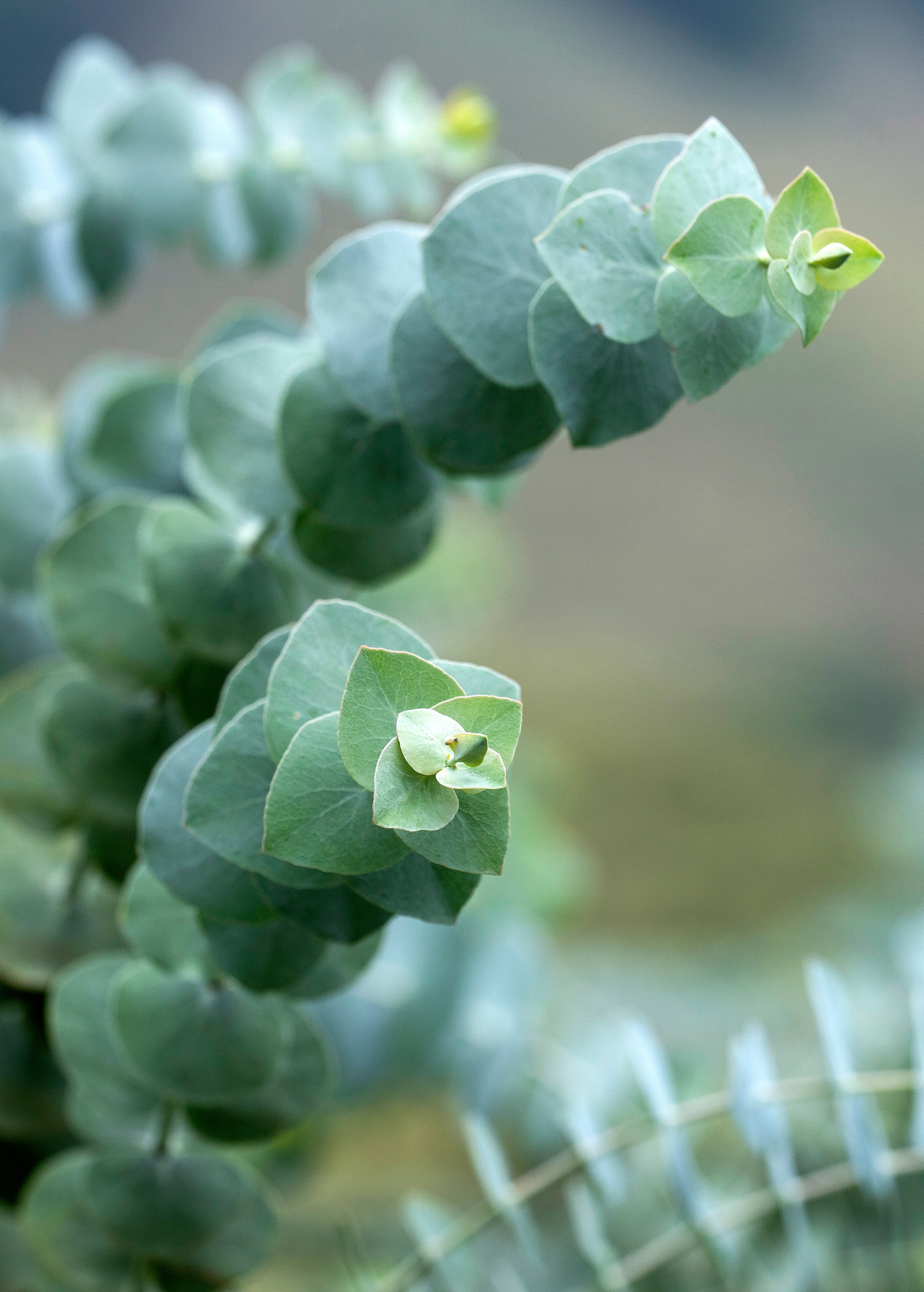 Silver Dollar Eucalyptus herb in a large coconut coir pot by Sow Exotic, showcasing its round silver-green leaves.