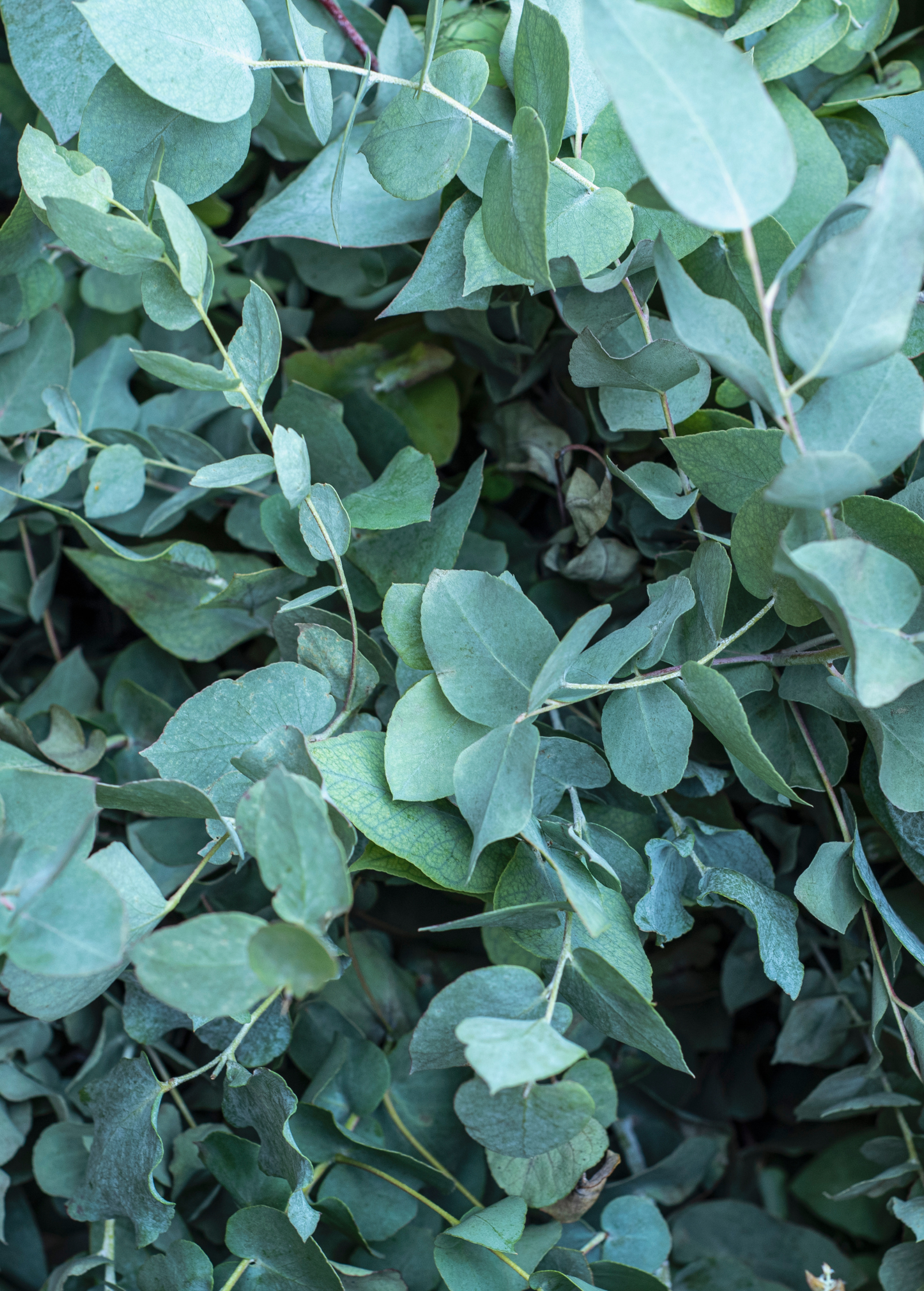 Silver Dollar Eucalyptus herb in a large coconut coir pot, showcasing its round silver-gray leaves from Sow Exotic.