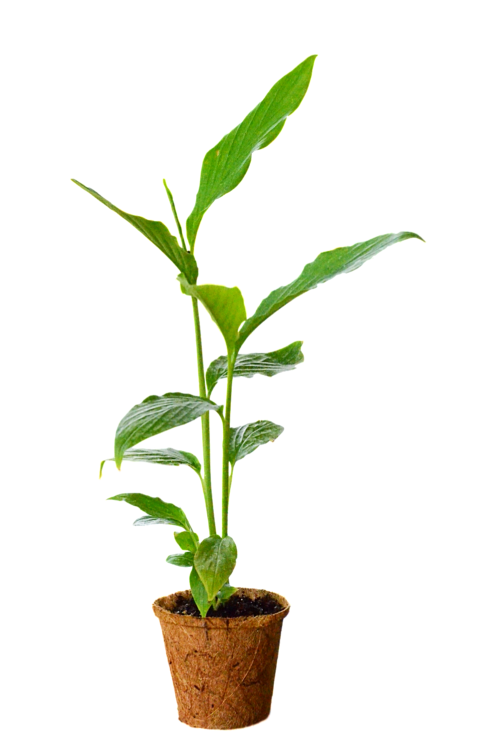 Fresh Cardamom herb in a large coconut coir pot, grown by Sow Exotic, showcasing vibrant green cardamom plant leaves.