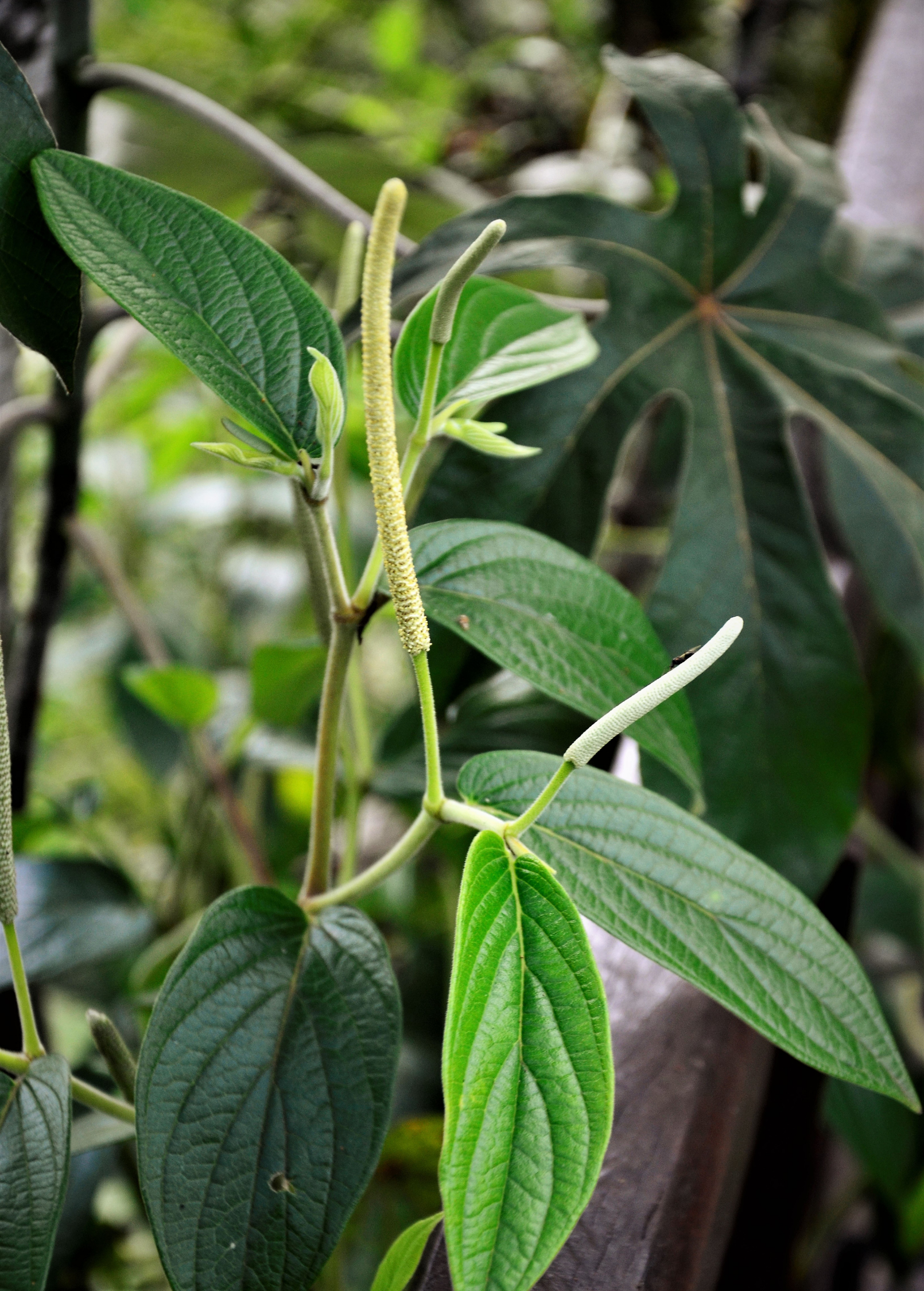 Large herb Sow Exotic Matico (Piper aduncum) in coconut coir pot, showcasing lush green foliage and healthy growth.
