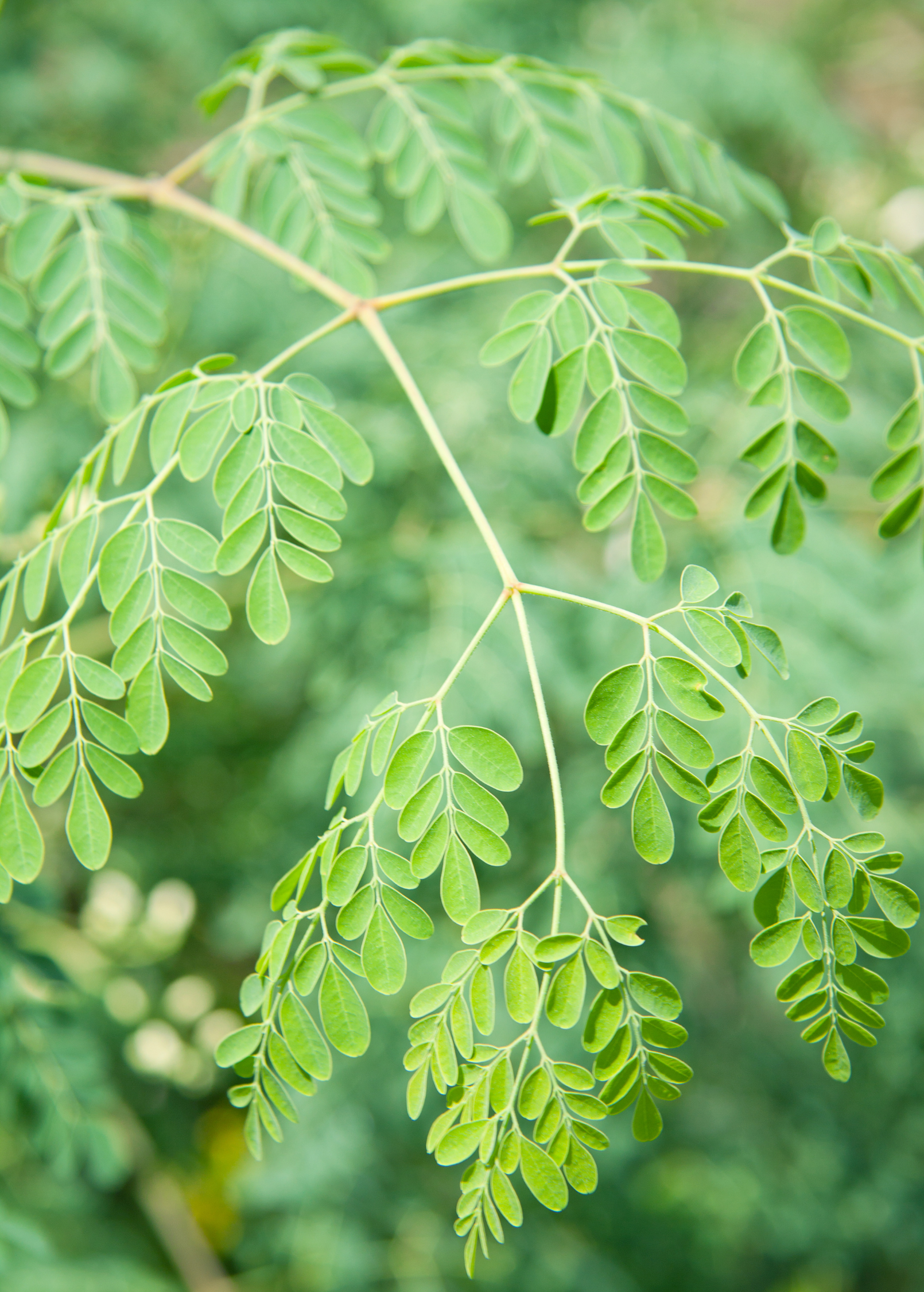 Moringa oleifera herb planted in a large coconut coir pot, healthy green leaves, cultivated by Sow Exotic.