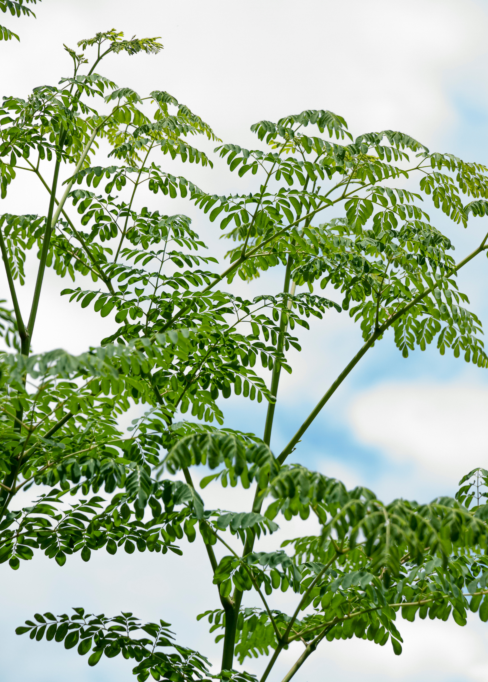 Fresh Moringa herb plant in a large coconut coir pot from Sow Exotic, showcasing vibrant green Moringa oleifera leaves.