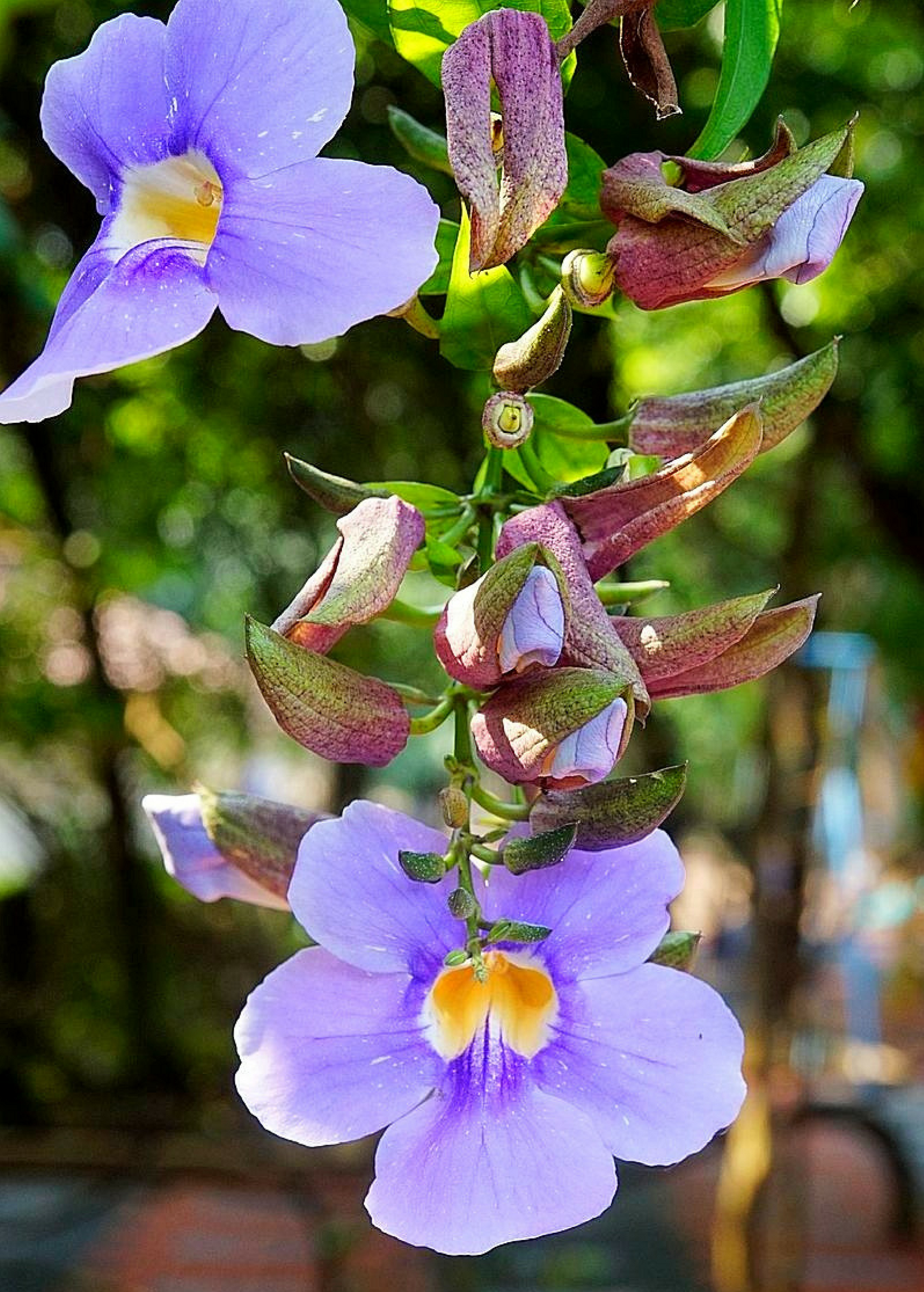 Large coconut coir pot with Sow Exotic Rang Jued herb, Thunbergia laurifolia, featuring lush green foliage.