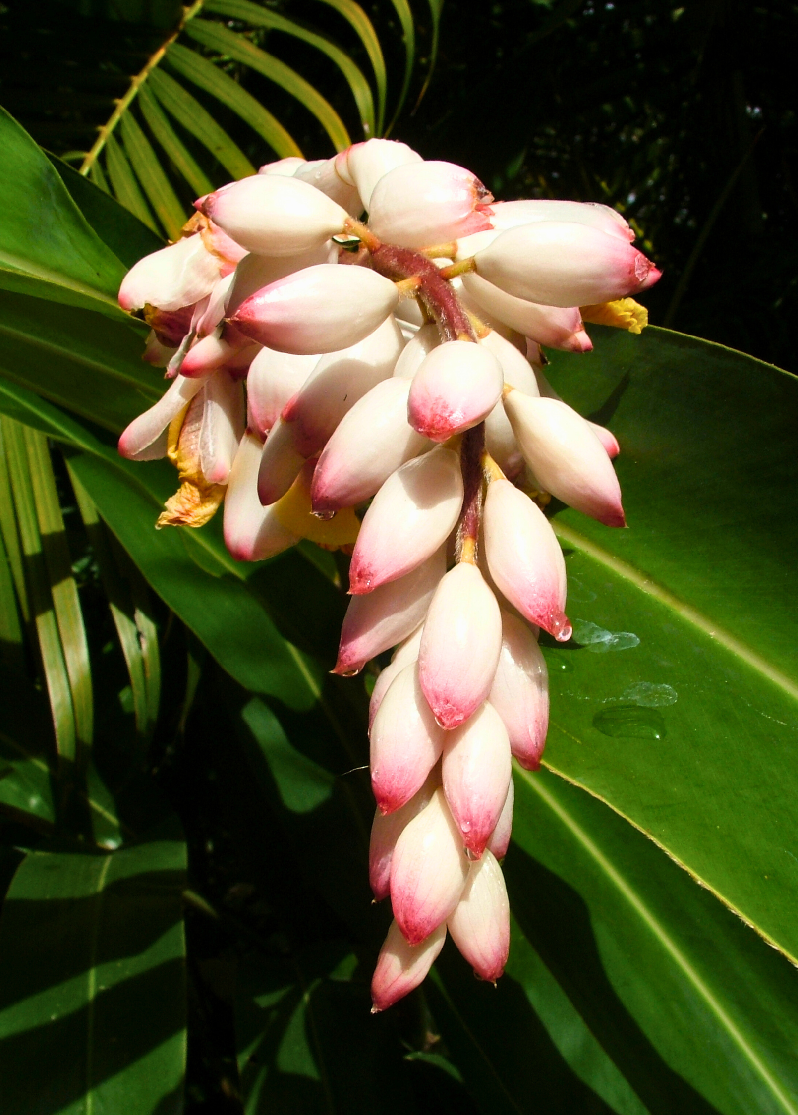 Variegated Shell Ginger herb in a large nursery pot, showcasing green and cream variegated leaves, from Sow Exotic.