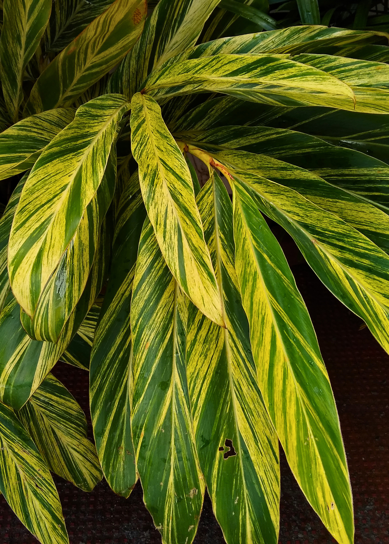 Variegated Shell Ginger herb in a large nursery pot, showcasing green and white variegated leaves, by Sow Exotic.