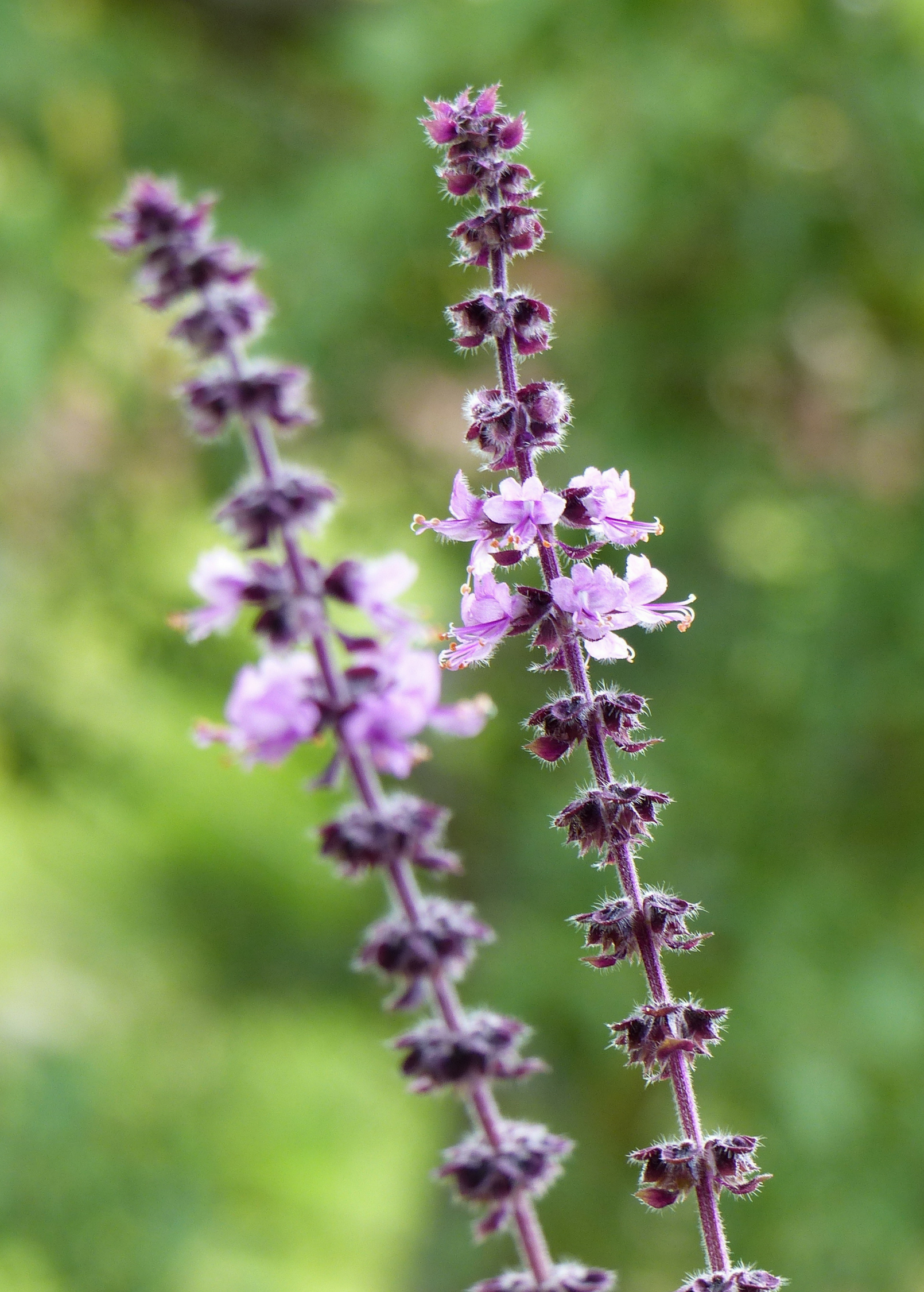 African Blue Basil herb in a coconut coir pot, showing dark purple foliage and vibrant green leaves, healthy and lush.