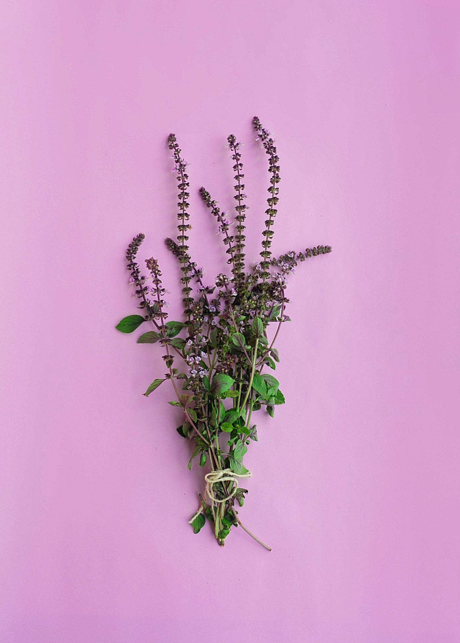 African Blue Basil herb in coconut coir pot by Sow Exotic, showcasing dark purple leaves and lush green foliage.