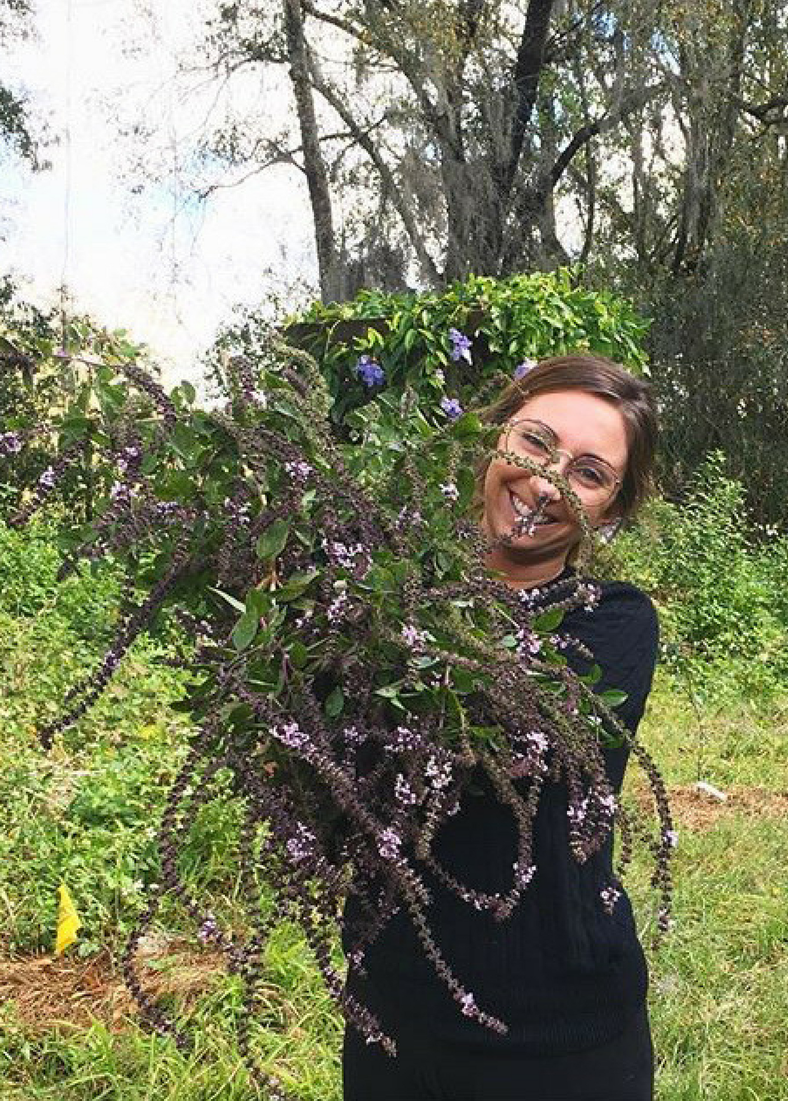 African Blue Basil herb in coconut coir pot, showing dark purple foliage and lush green leaves, grown by Sow Exotic.