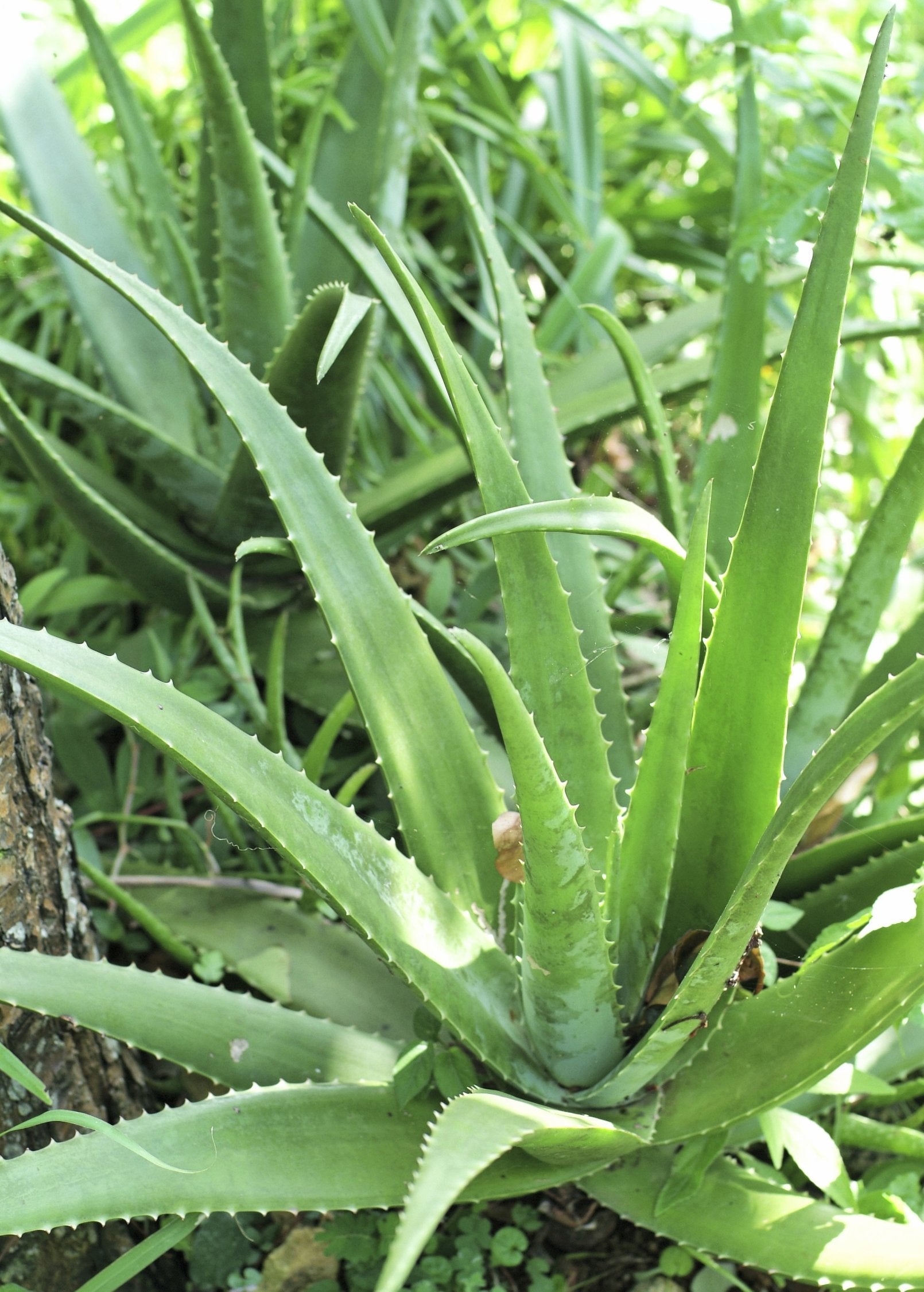 Aloe vera herb in a medium coconut coir pot, showcasing healthy green aloe plant from Sow Exotic.