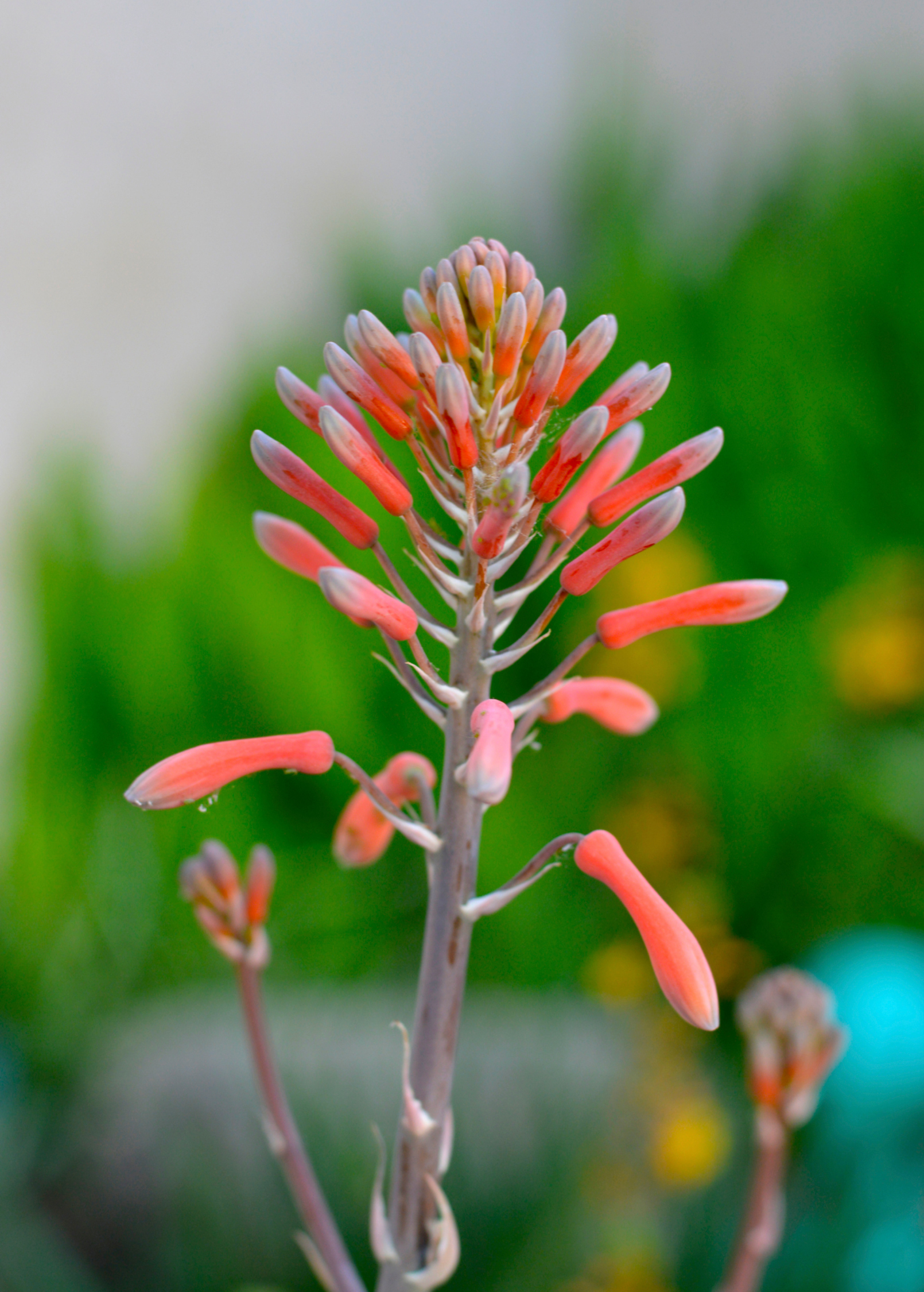 Medium-sized Aloe vera herb planted in a coconut coir pot from Sow Exotic, featuring thick, green aloe leaves.