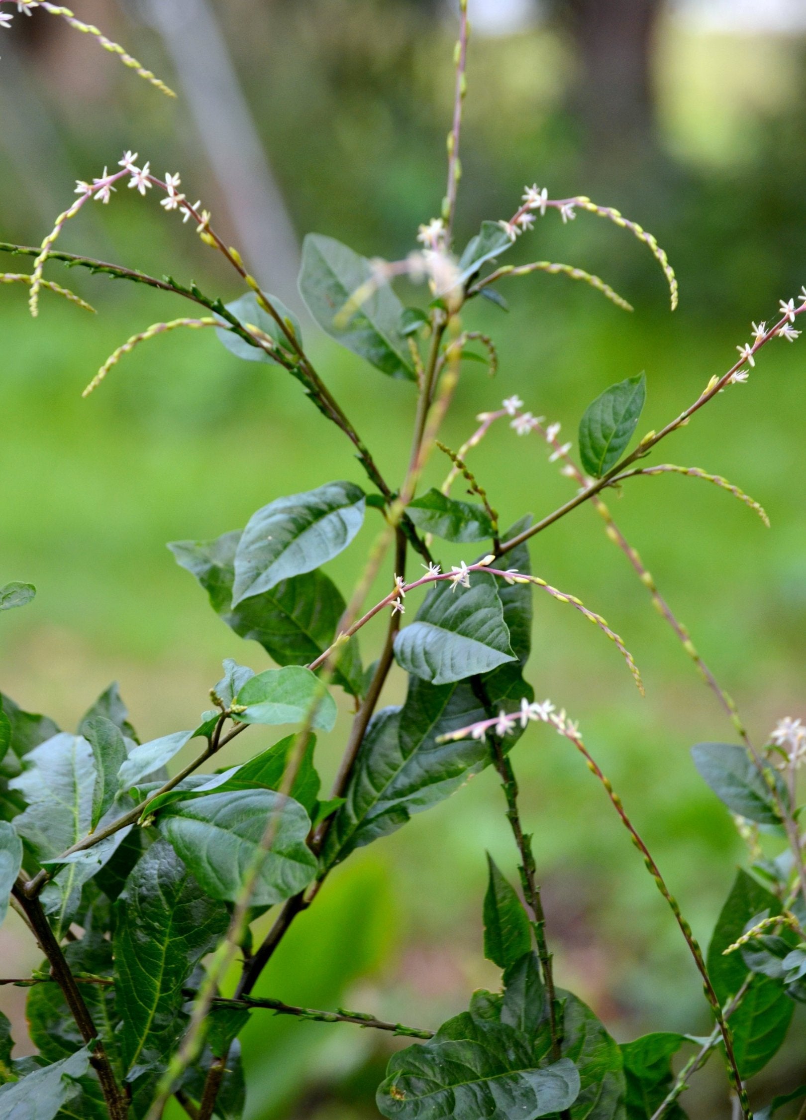 Fresh Anamu herb in coconut coir pot, Sow Exotic brand, showcasing green leaves and plant growth in a natural setting.