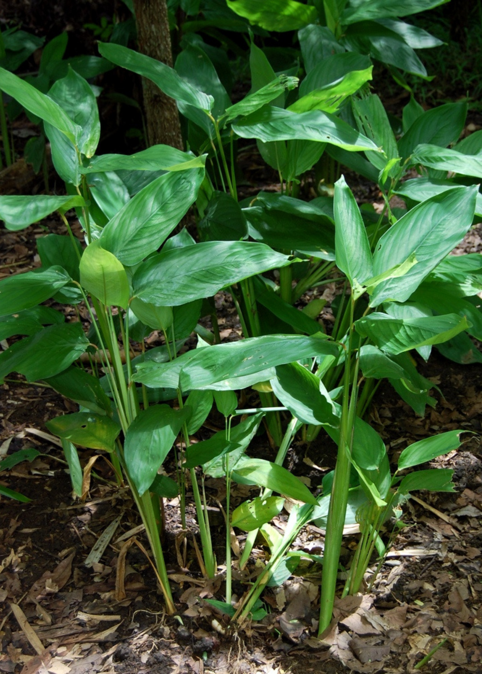 Herb plant in coconut coir pot labeled Arrowroot (Maranta arundinacea) by Sow Exotic, showcasing lush green foliage.