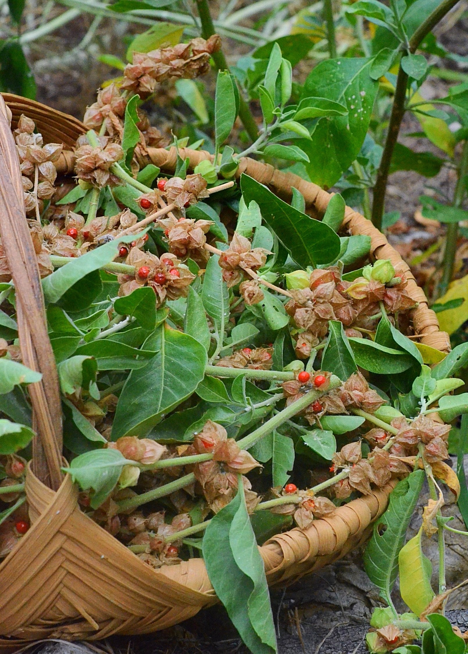 Sow Exotic Ashwagandha herb in a medium coconut coir pot with green leaves and roots visible.