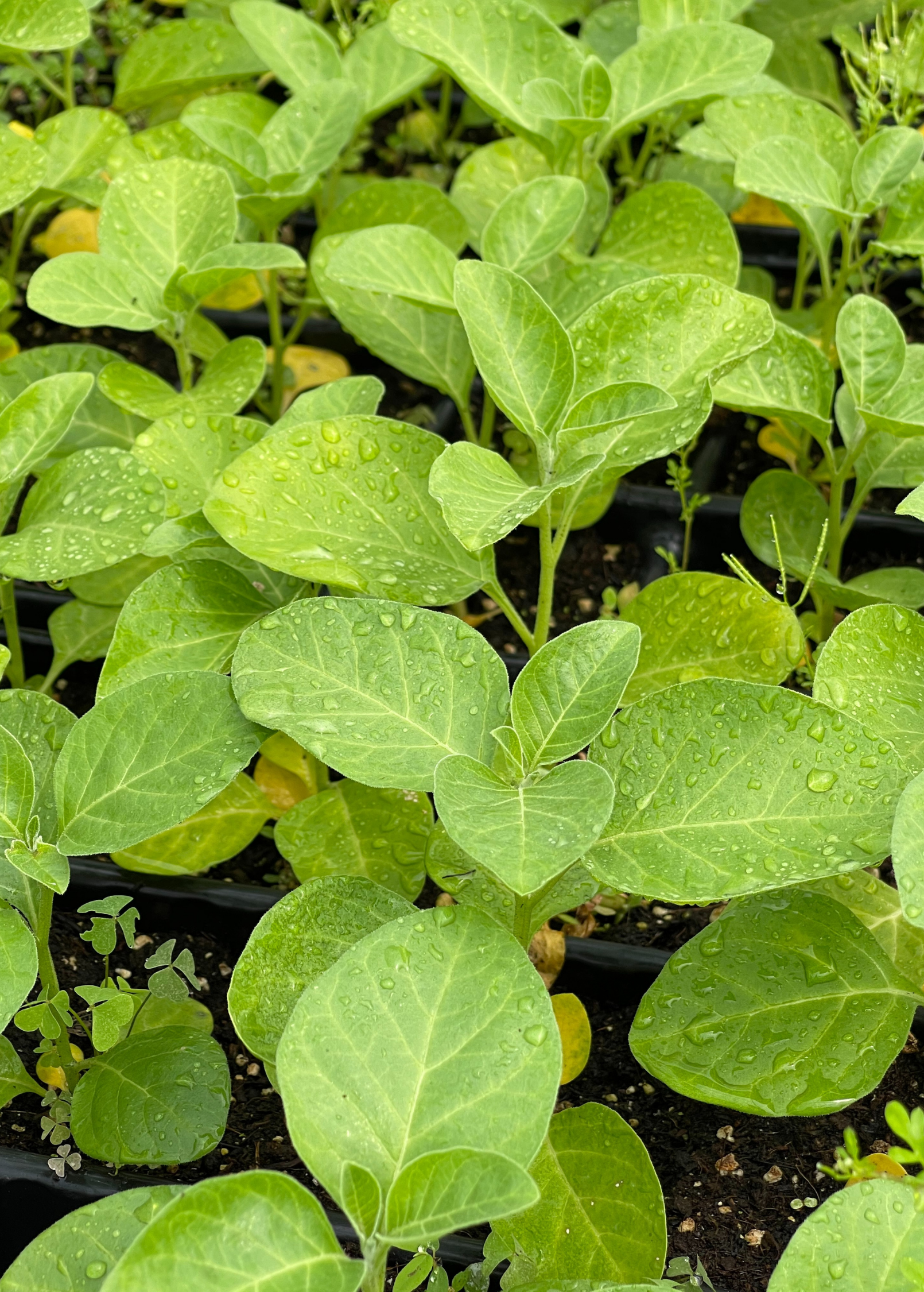 Fresh Ashwagandha herb plant in a coconut coir pot, showcasing lush green leaves, from Sow Exotic.