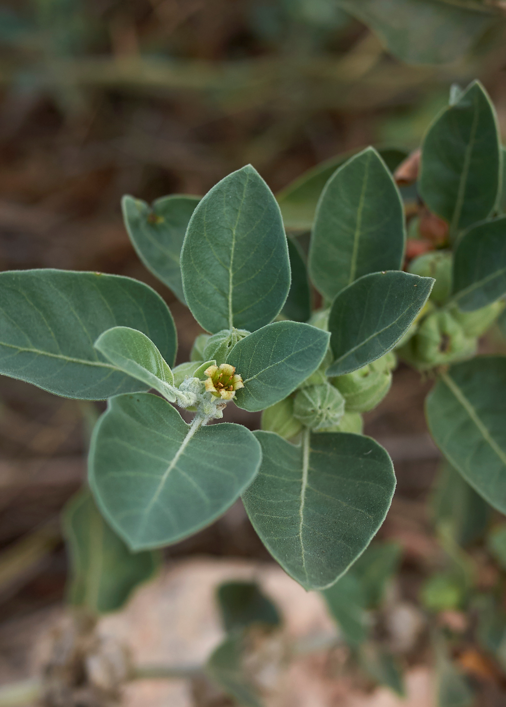 Healthy Ashwagandha herb plant in a coconut coir pot, shown with green leaves, from Sow Exotic.