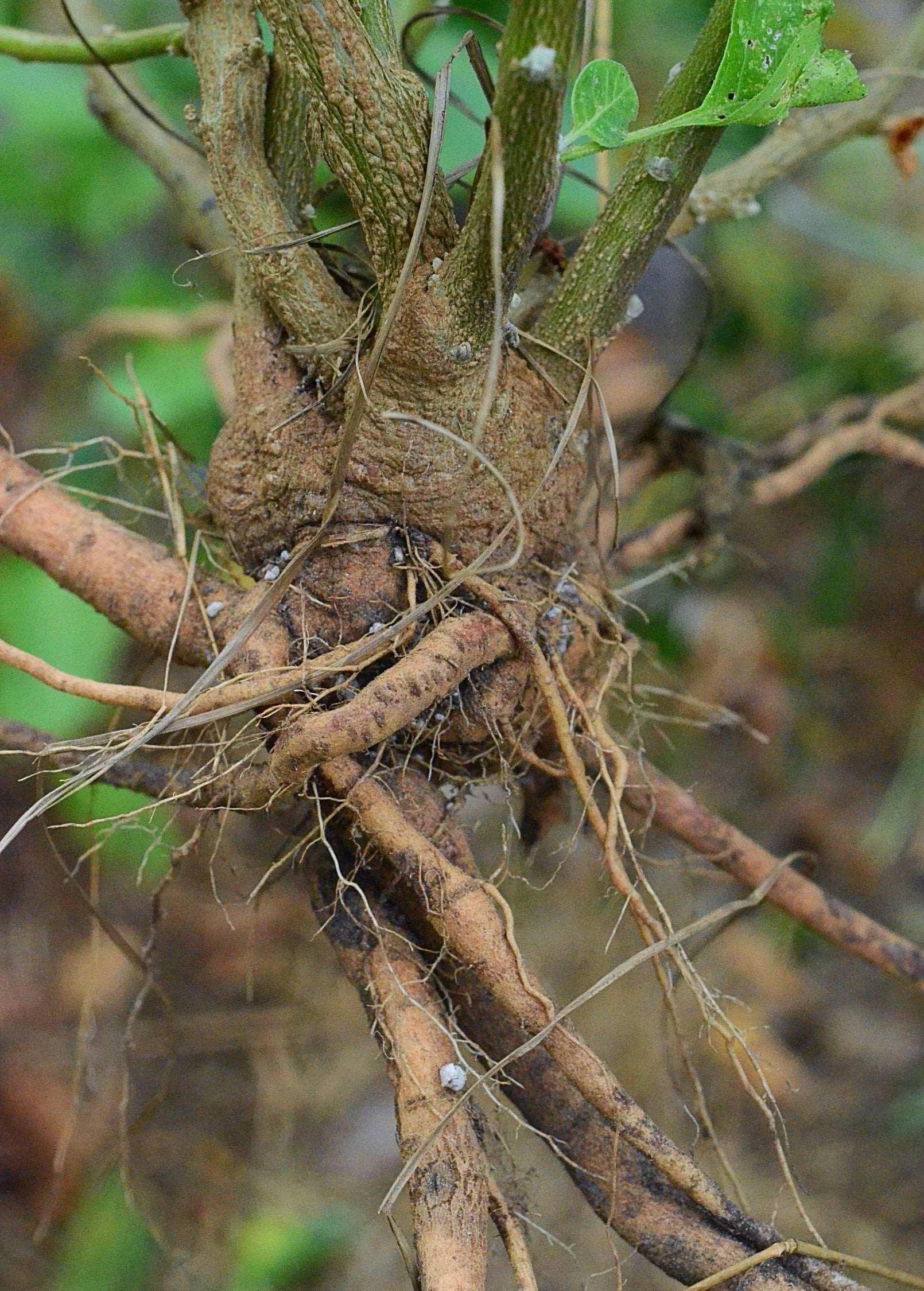 Sow Exotic Ashwagandha herb plant in medium coconut coir pot, with green leaves and healthy growth, natural indoor herb.