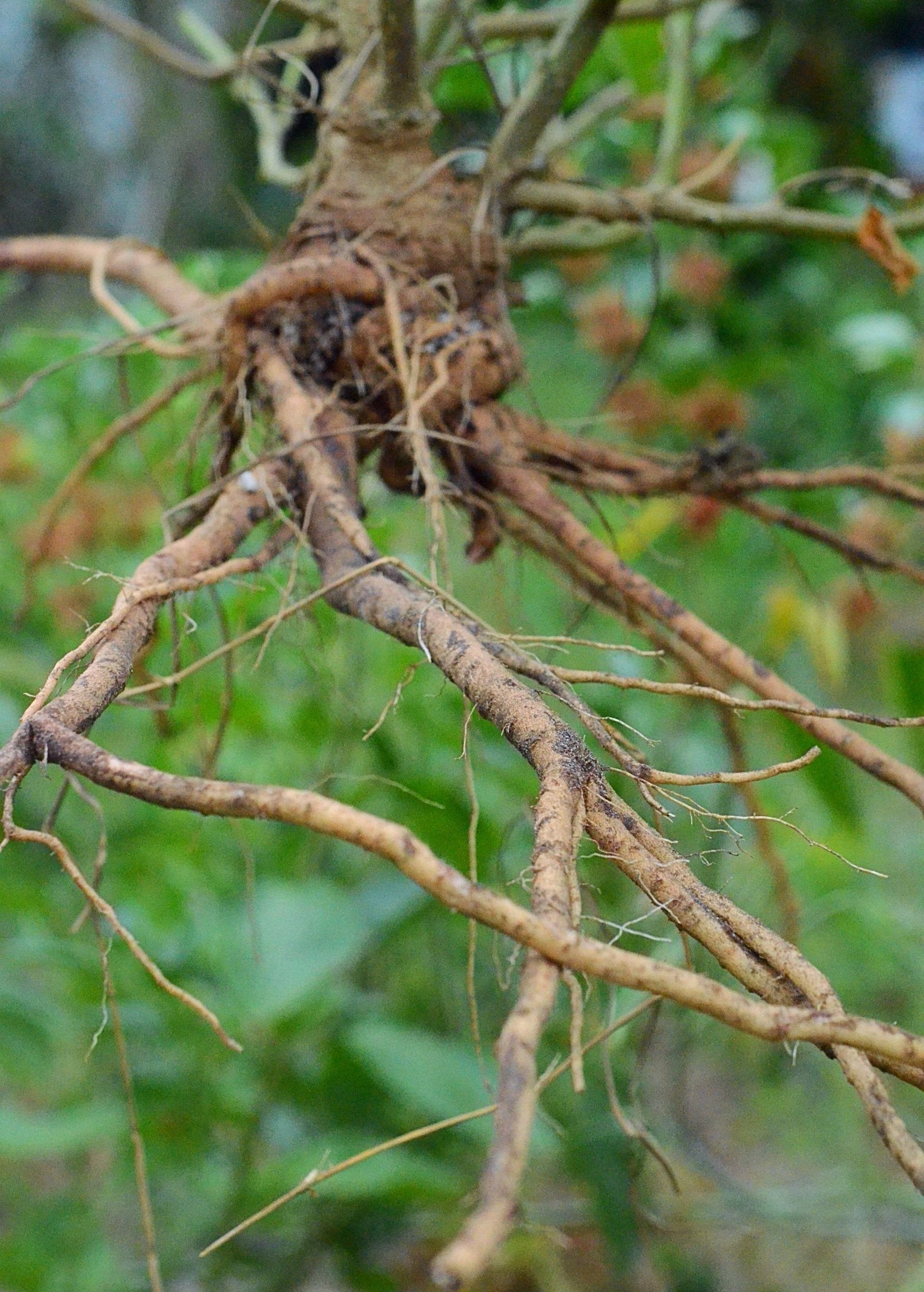Sow Exotic Ashwagandha herb plant in medium coconut coir pot, with green leaves and healthy growth.