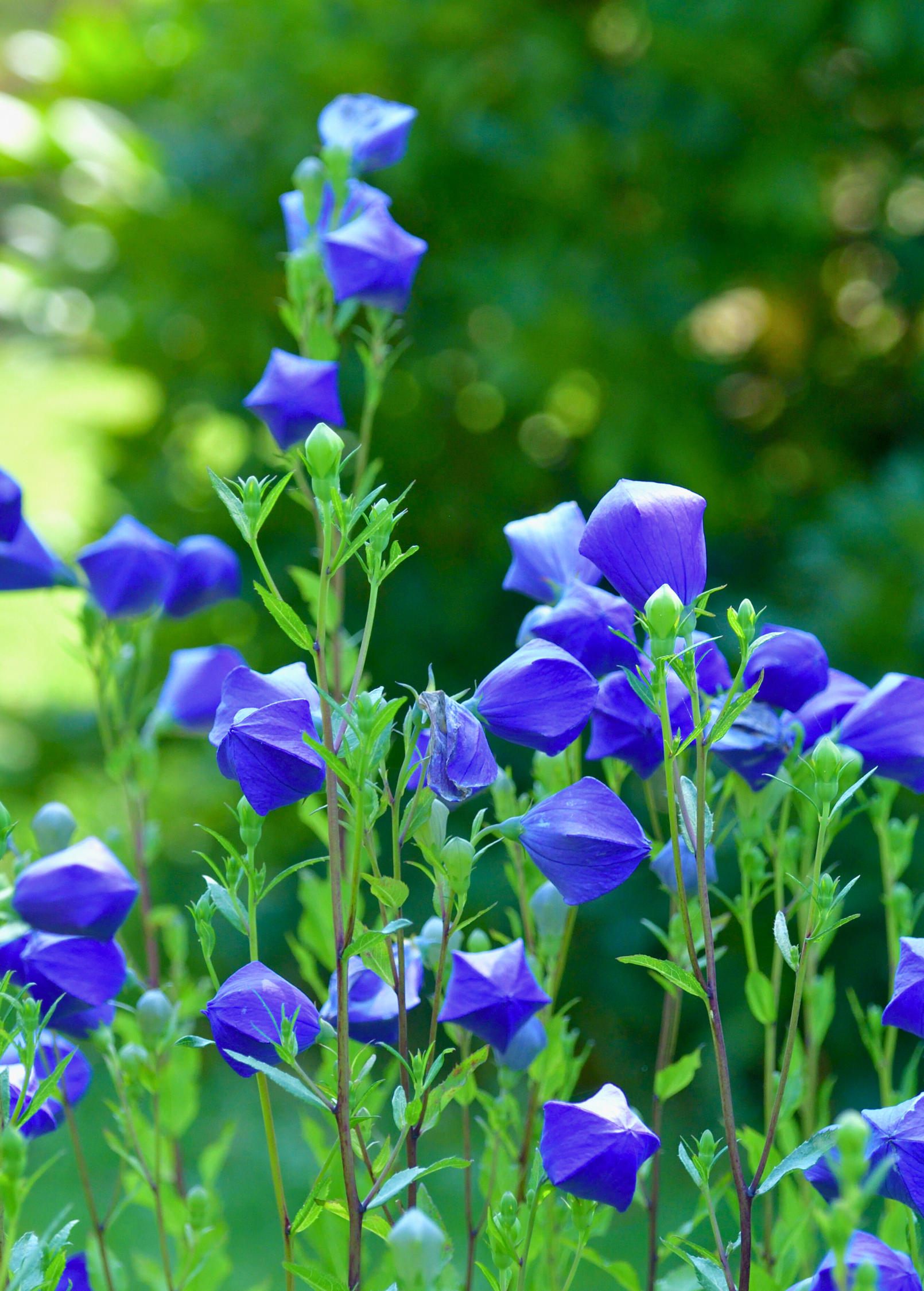 Herb in coconut coir pot featuring Balloon Flower (Platycodon grandiflorus) with vibrant blooms, grown by Sow Exotic.