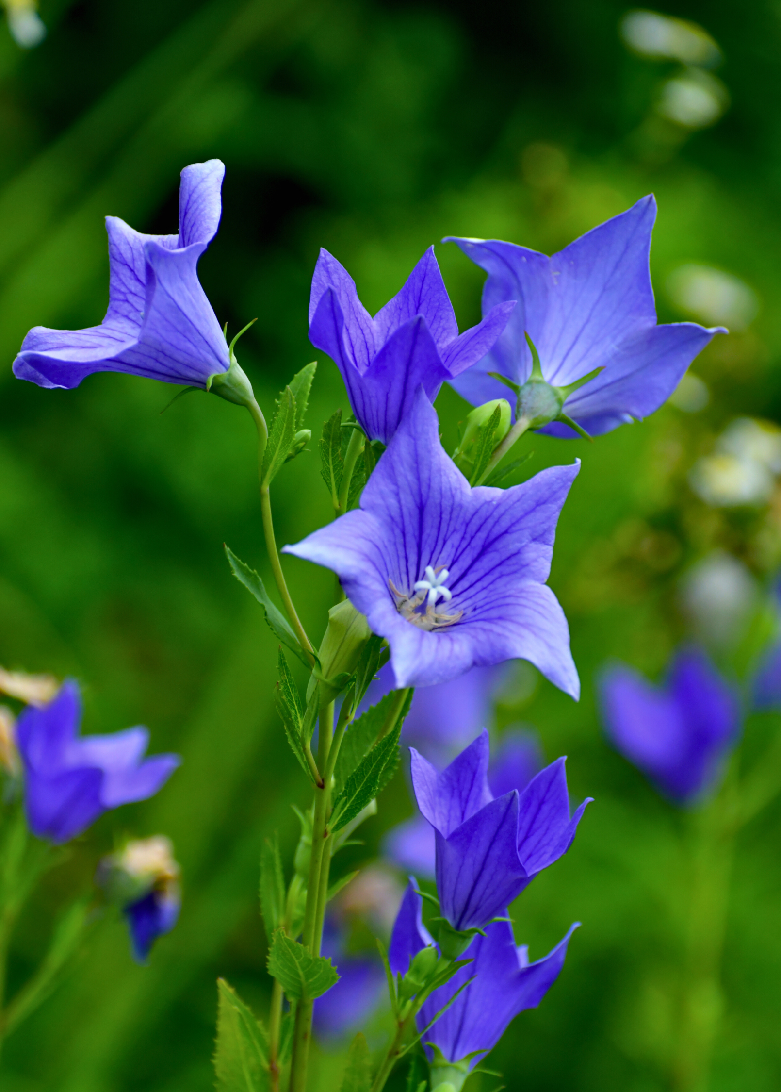 Herb plant in a coconut coir pot featuring Balloon Flower (Platycodon grandiflorus) with vibrant blossoms, by Sow Exotic.