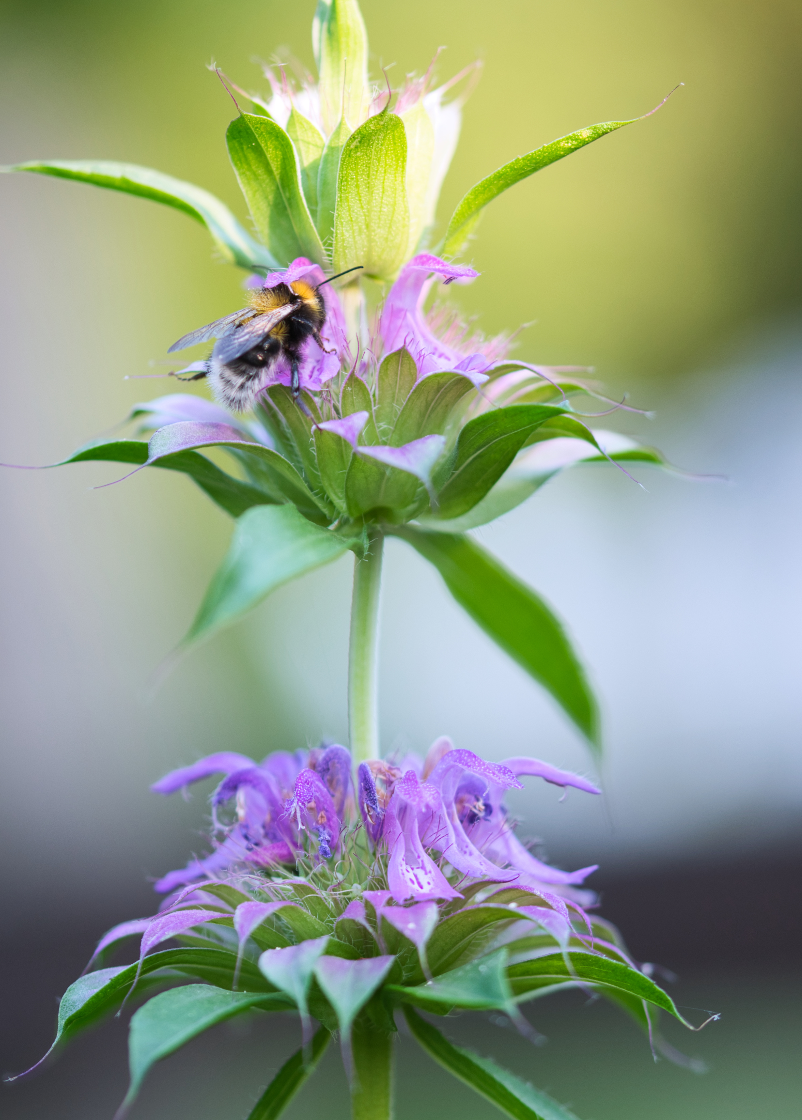 Bergamot 'Lemon' herb in a coconut coir pot, showing green leaves and lemon-scented Monarda citriodora plant.