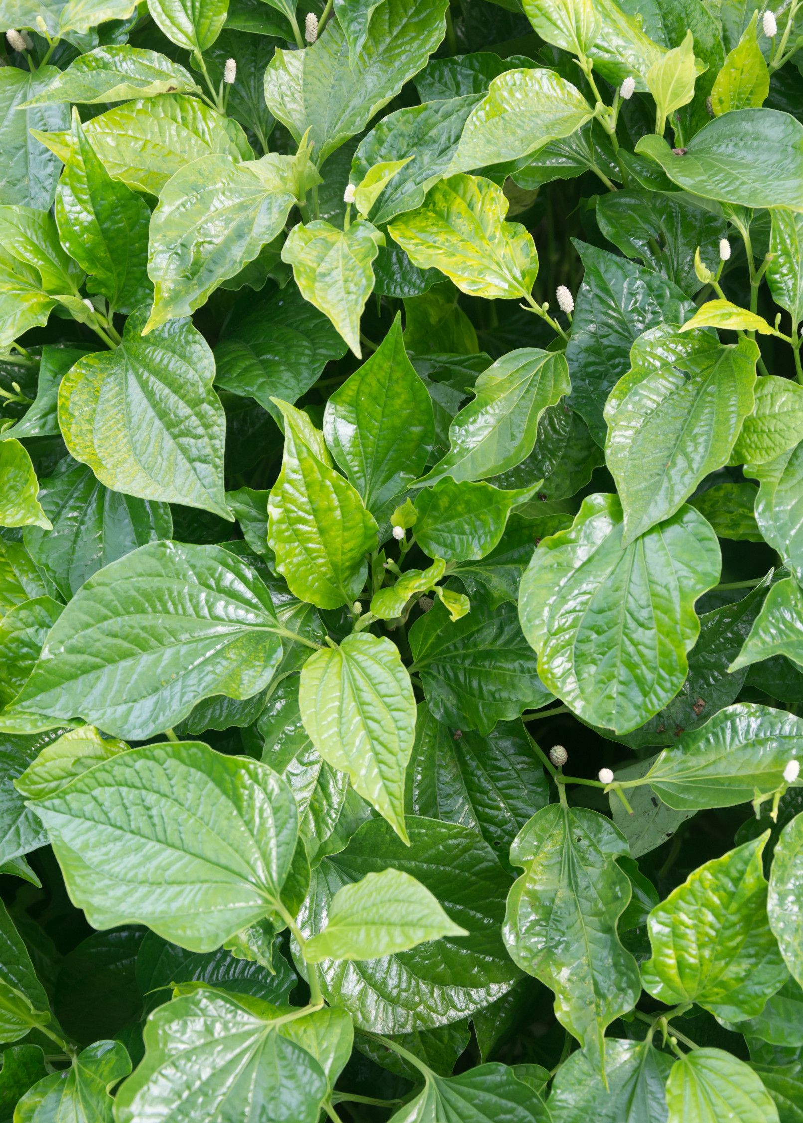 Betel leaf herb in a coconut coir pot by Sow Exotic, showing lush green betel plant with broad leaves.