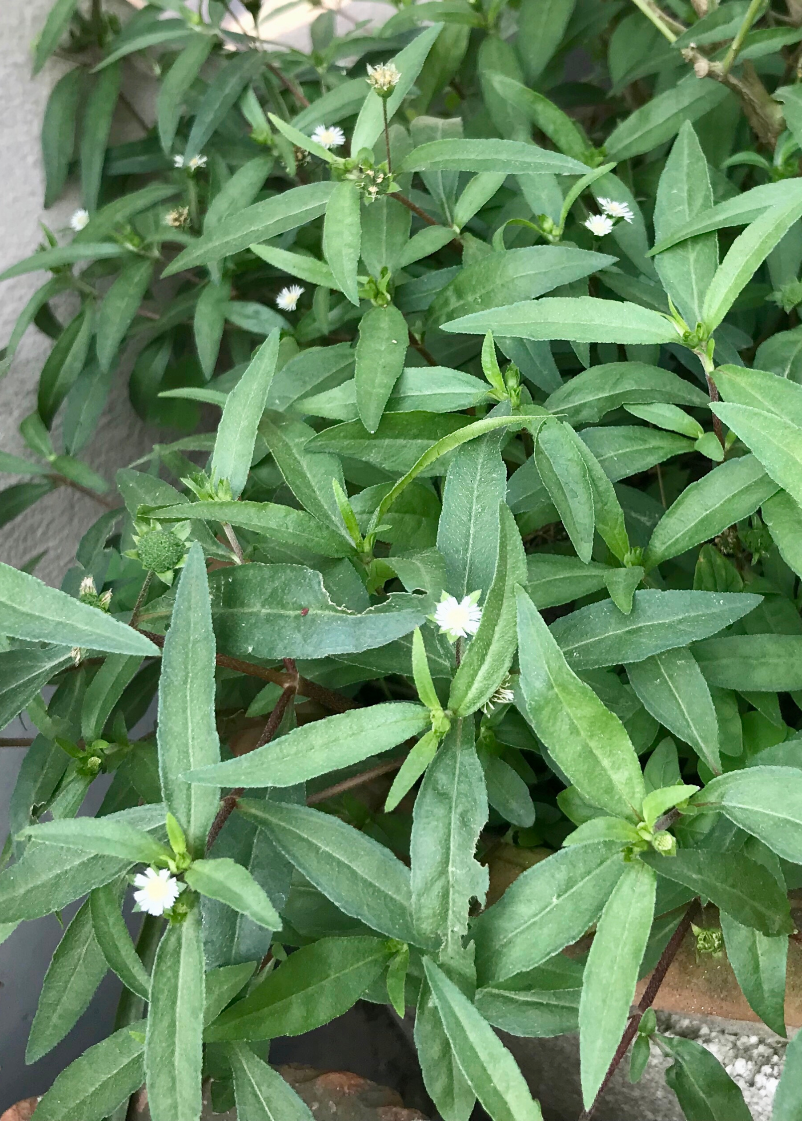 Bhringraj herb plant (Eclipta prostrata) in coconut coir pot, grown by Sow Exotic, with green leafy stems and small white flowers.