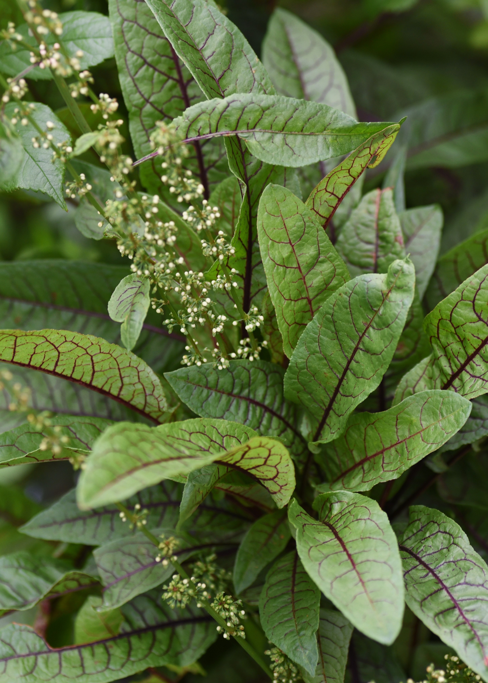 Bloody Dock herb (Rumex sanguineus) in a coconut coir pot, grown by Sow Exotic, with green and reddish leaves.