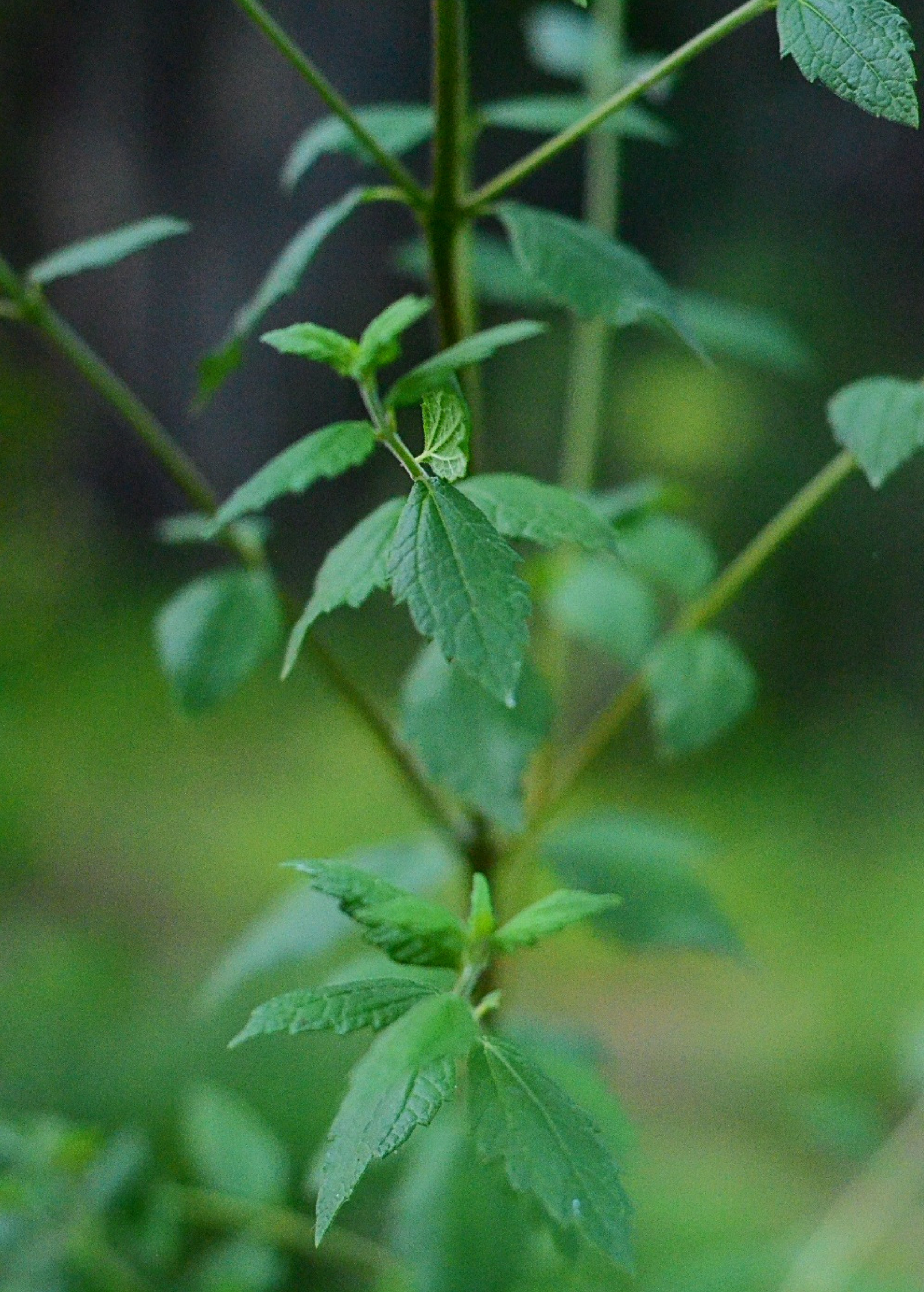 Calea Dream Herb (Calea zacatechichi) in a coconut coir pot, grown as an ornamental herb by Sow Exotic.